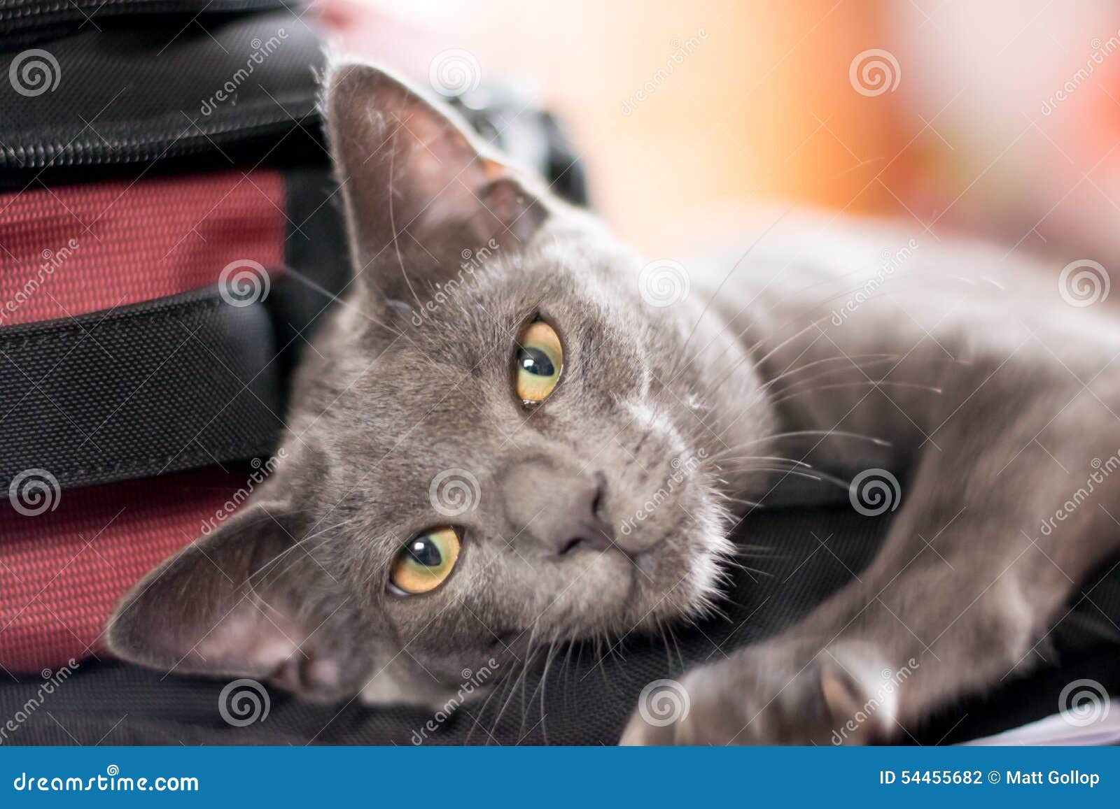 Blue Korat Kitten stock photo. Image of chartreux, animal 54455682