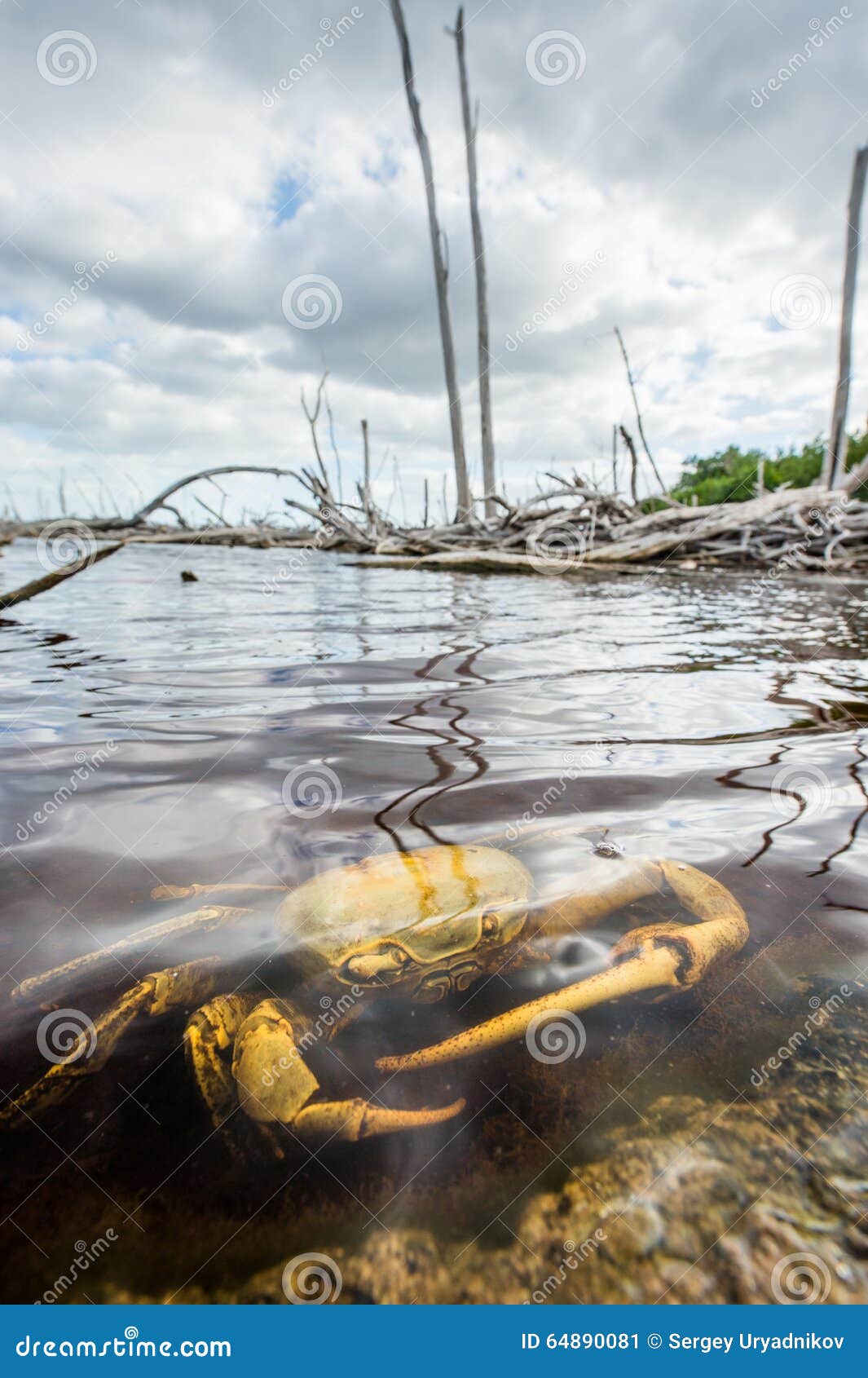 blue land crab (cardisoma guanhumi) mangrove land crab l