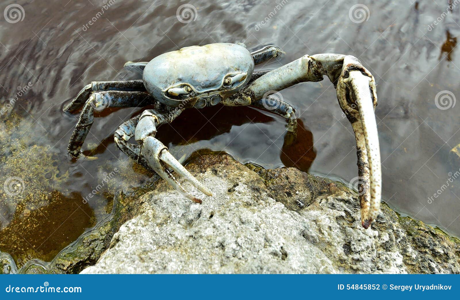 blue land crab (cardisoma guanhumi)