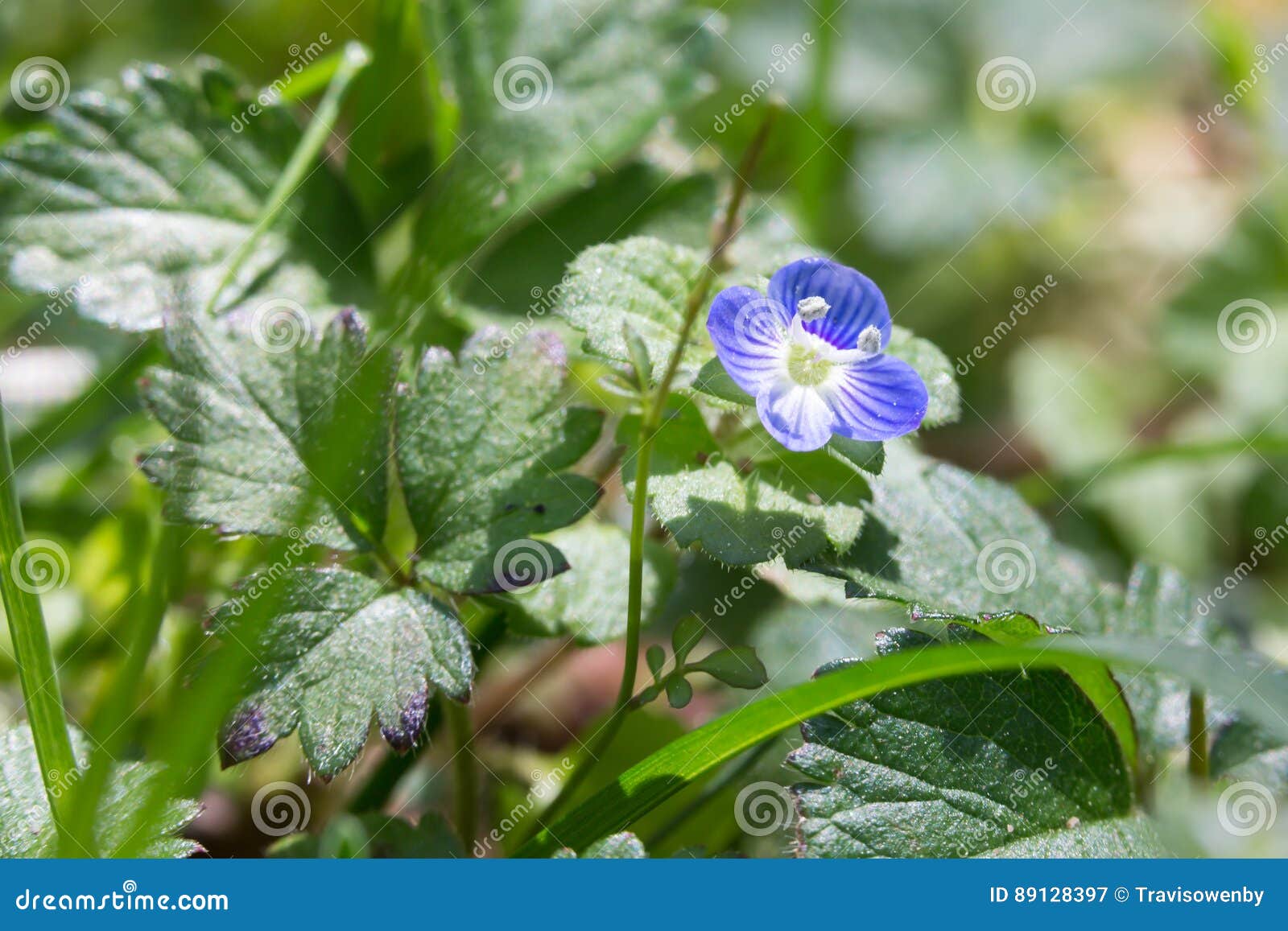 Blue lawn weed flower stock image. Image of bright, blossom 89128397