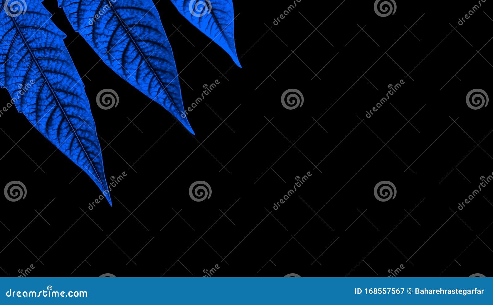 Blue Leaves Isolated on Black Background Stock Image - Image of leaf