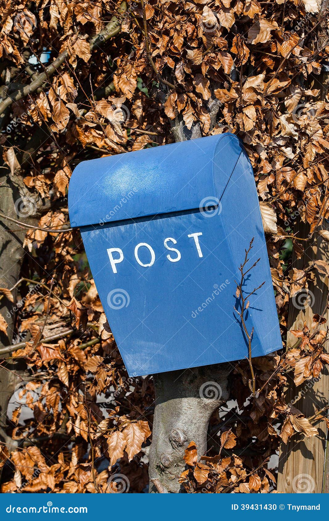 Blue Letter Box on Hedge stock photo. Image of paper 39431430