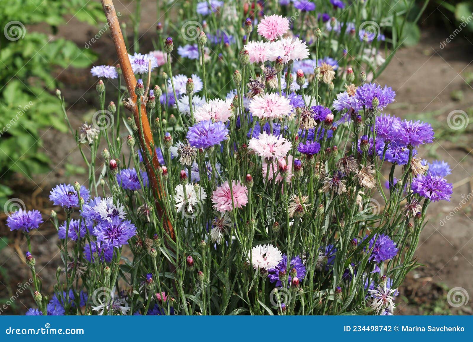 Blue and Light Pink Cornflowers Growing in the Garden Stock Photo
