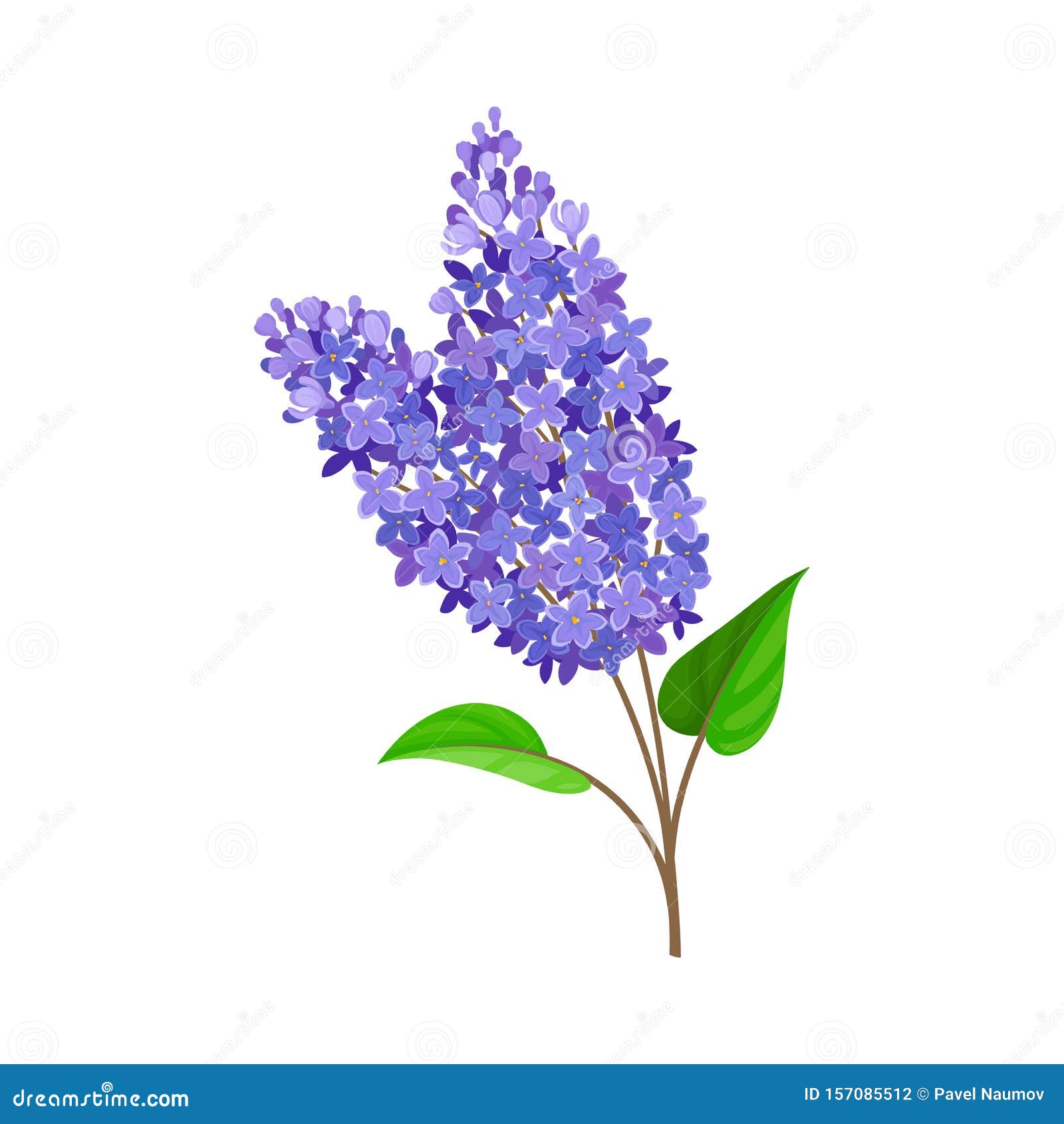 Blue Lilac. Vector Illustration on a White Background. Stock Vector ...