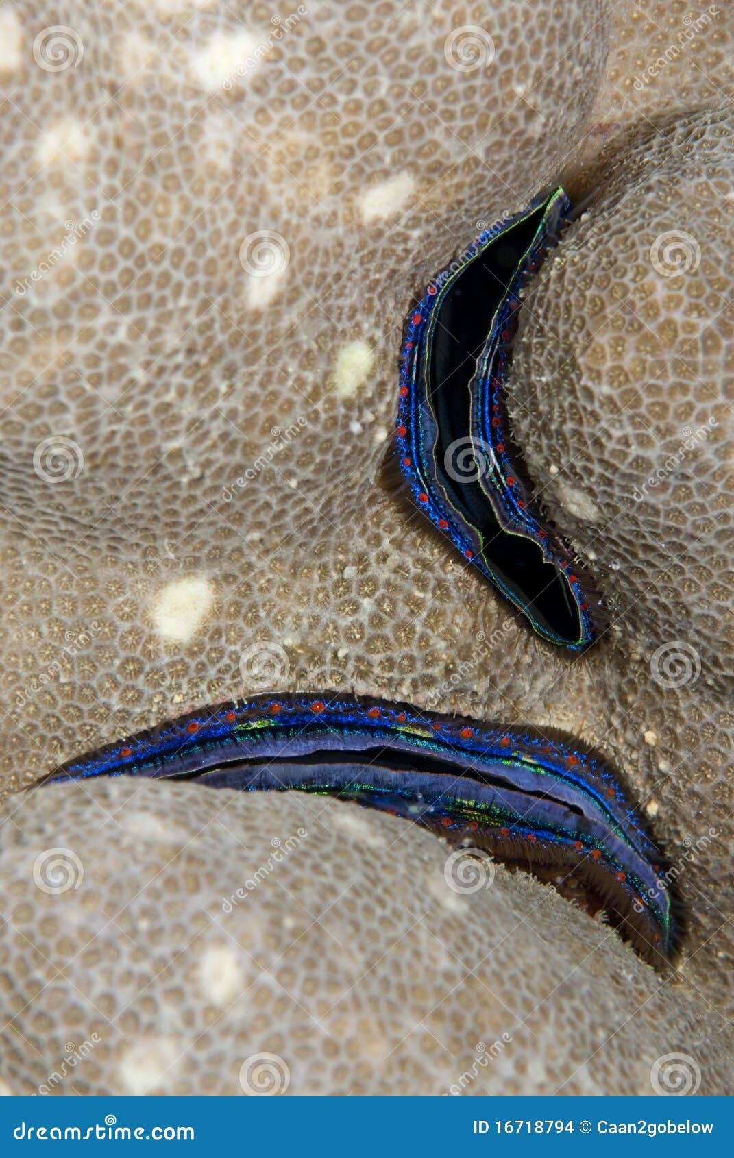 Bluelined Coral Scallop, Embedded in the Reef. Stock Photo Image of