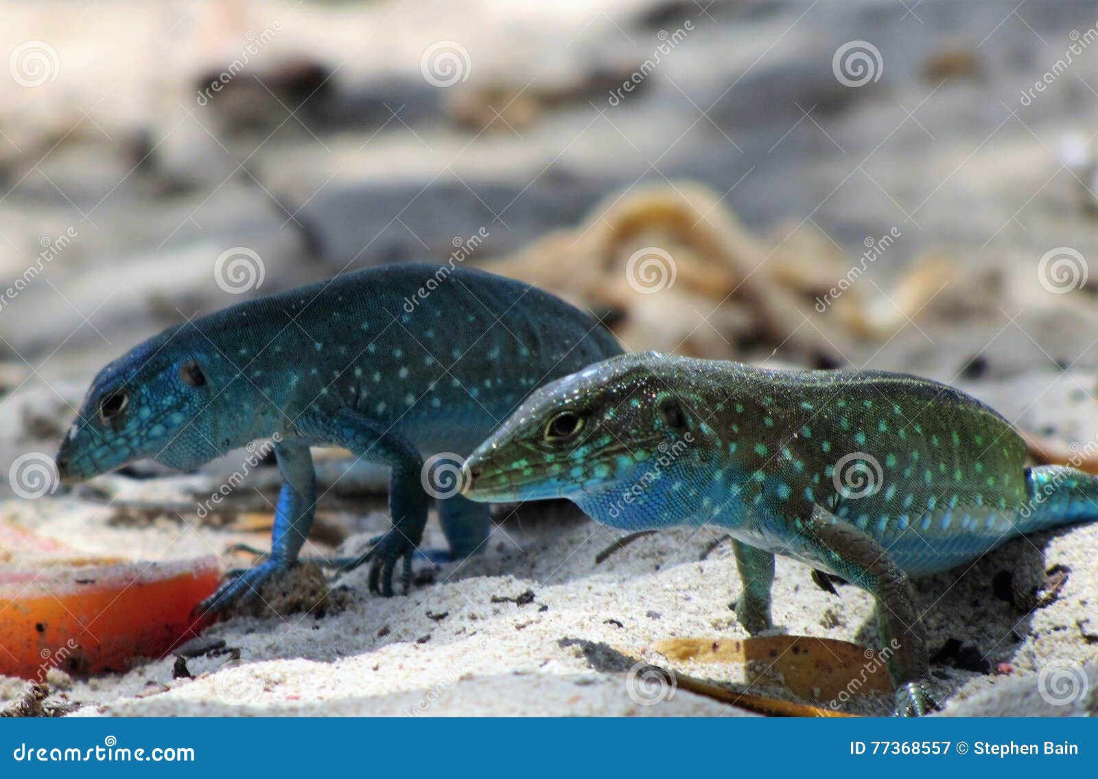 blue lizards on the beach