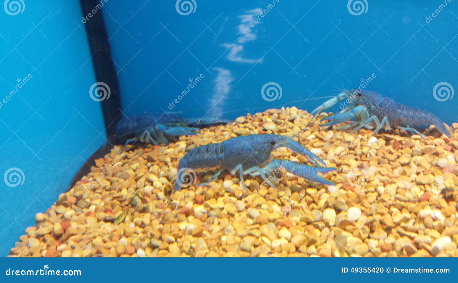 crayfish petsmart