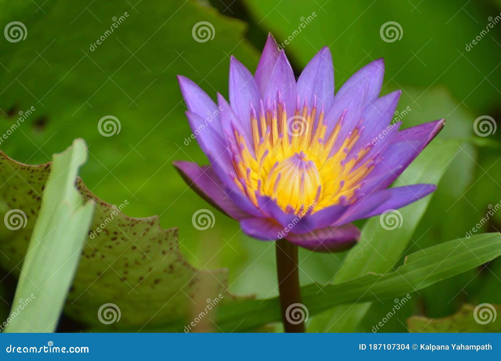 Blue Lotus flower stock photo. Image of flower, flora 187107304
