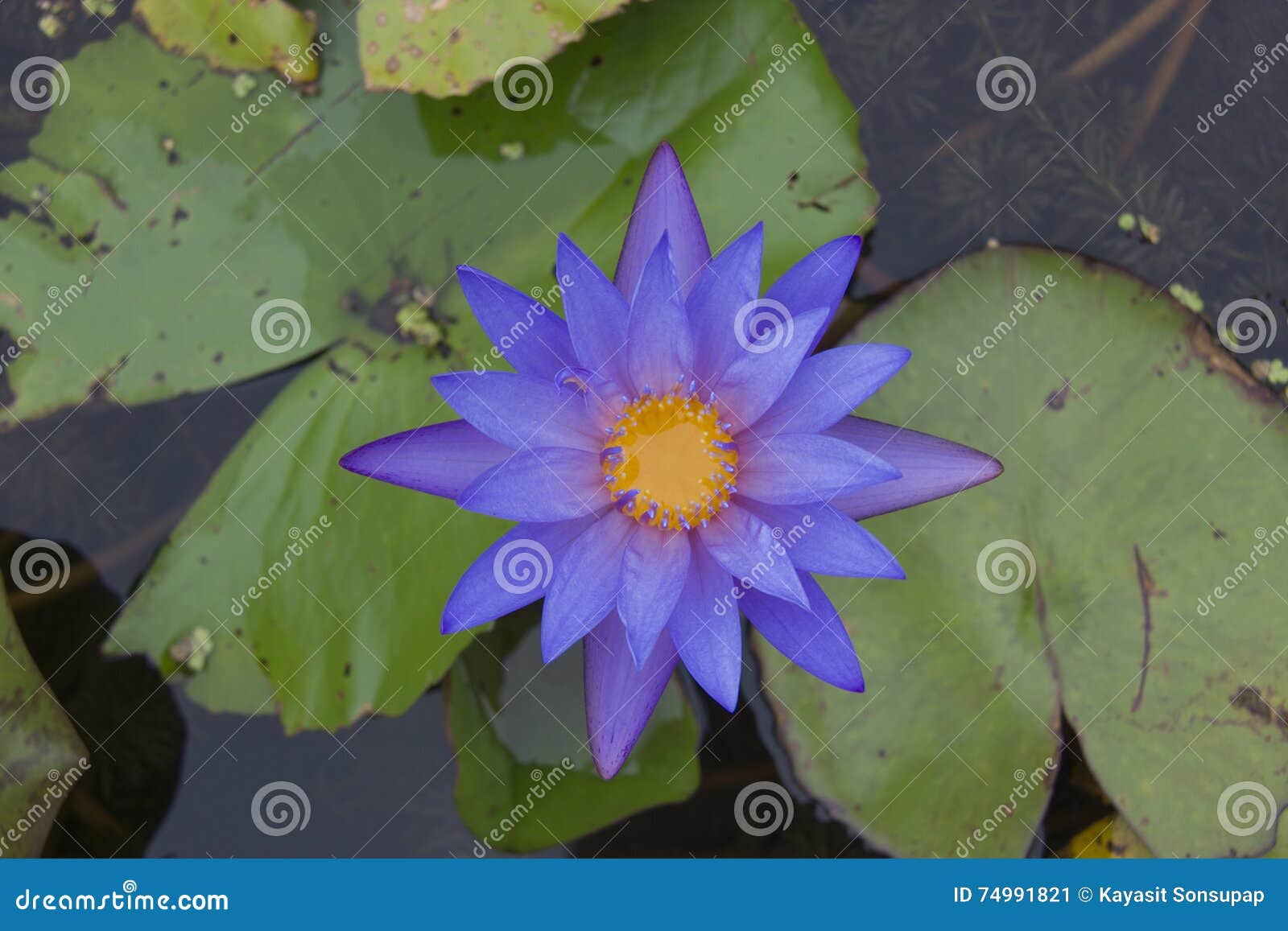 Blue lotus flower, stock image. Image of blue, single 74991821