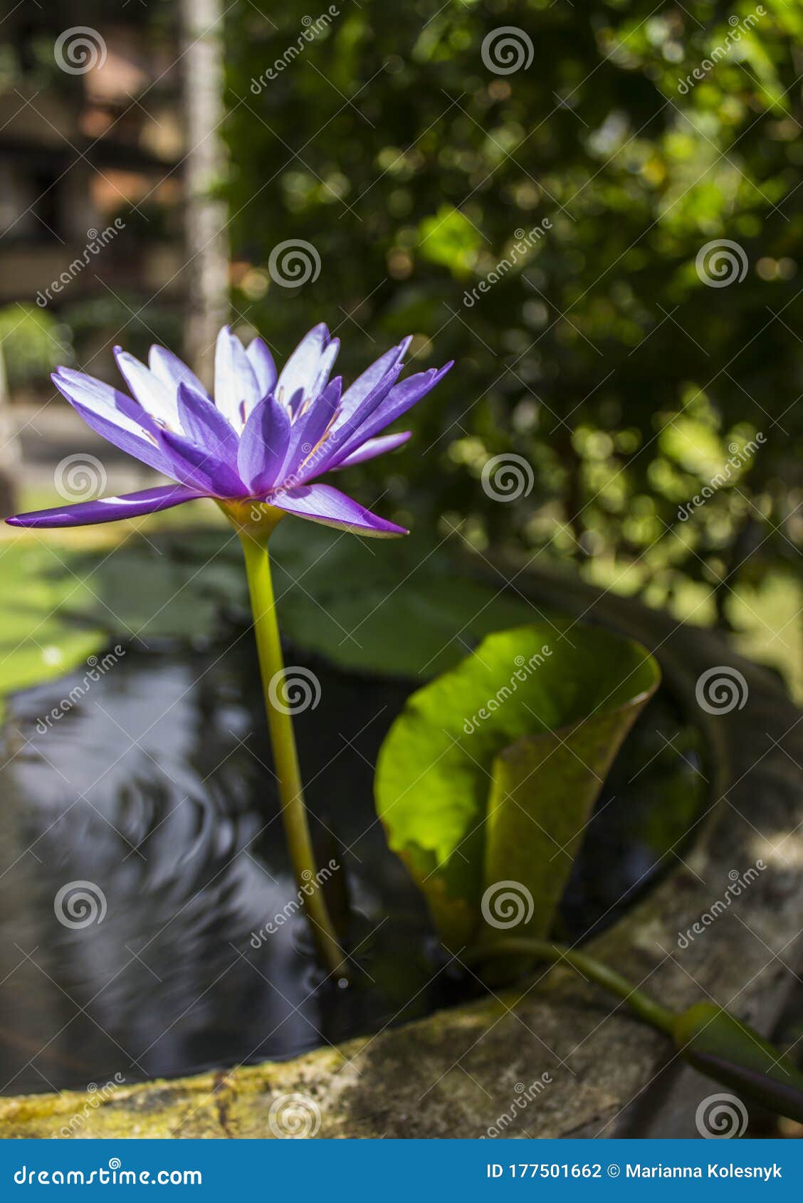 Blue Lotus Flower in a Stone Bowl with Water Stock Photo Image of