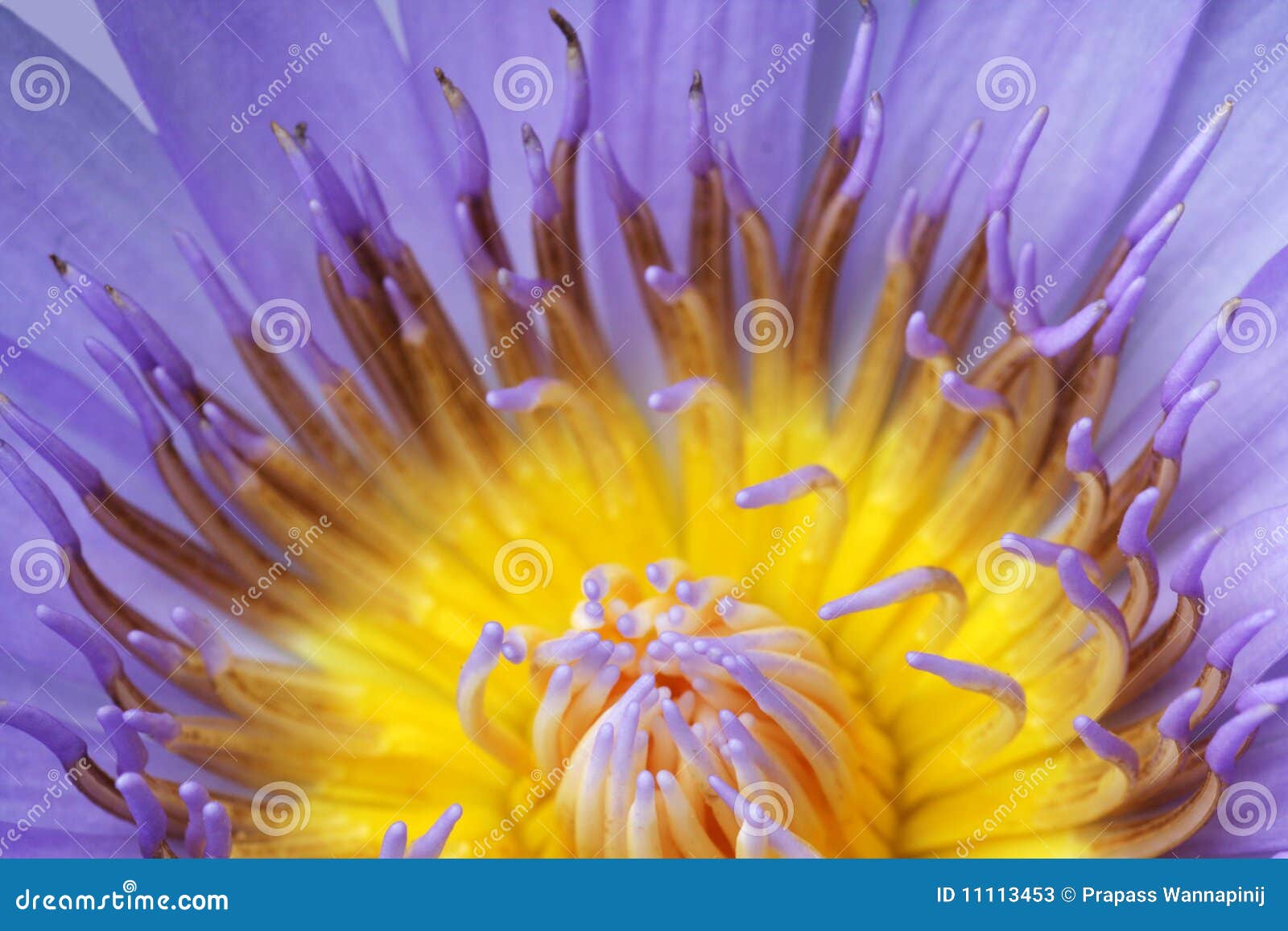 Blue Lotus pollen stock image. Image of blooming, float 11113453