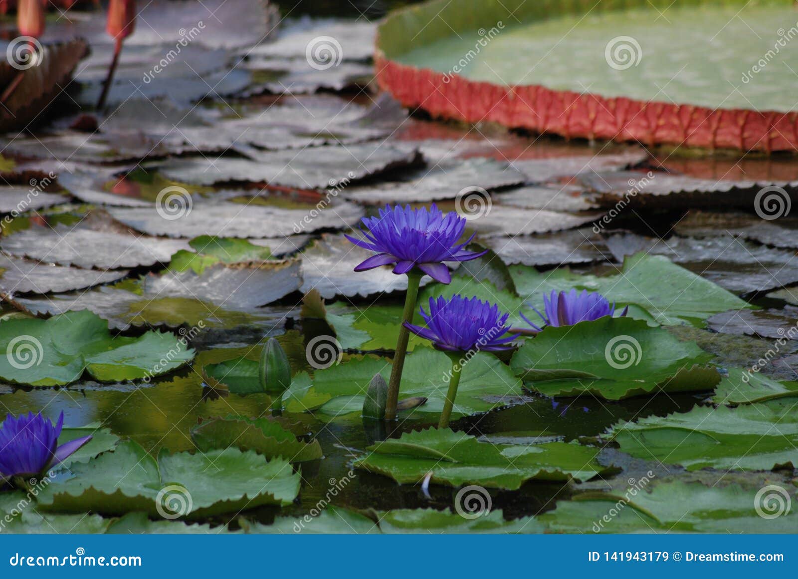 Blue Lotus Water Lily Garden Stock Image Image Of Beauty Flower Blue Lotus Water Lily Garden Stock Image Image Of Beauty Flower