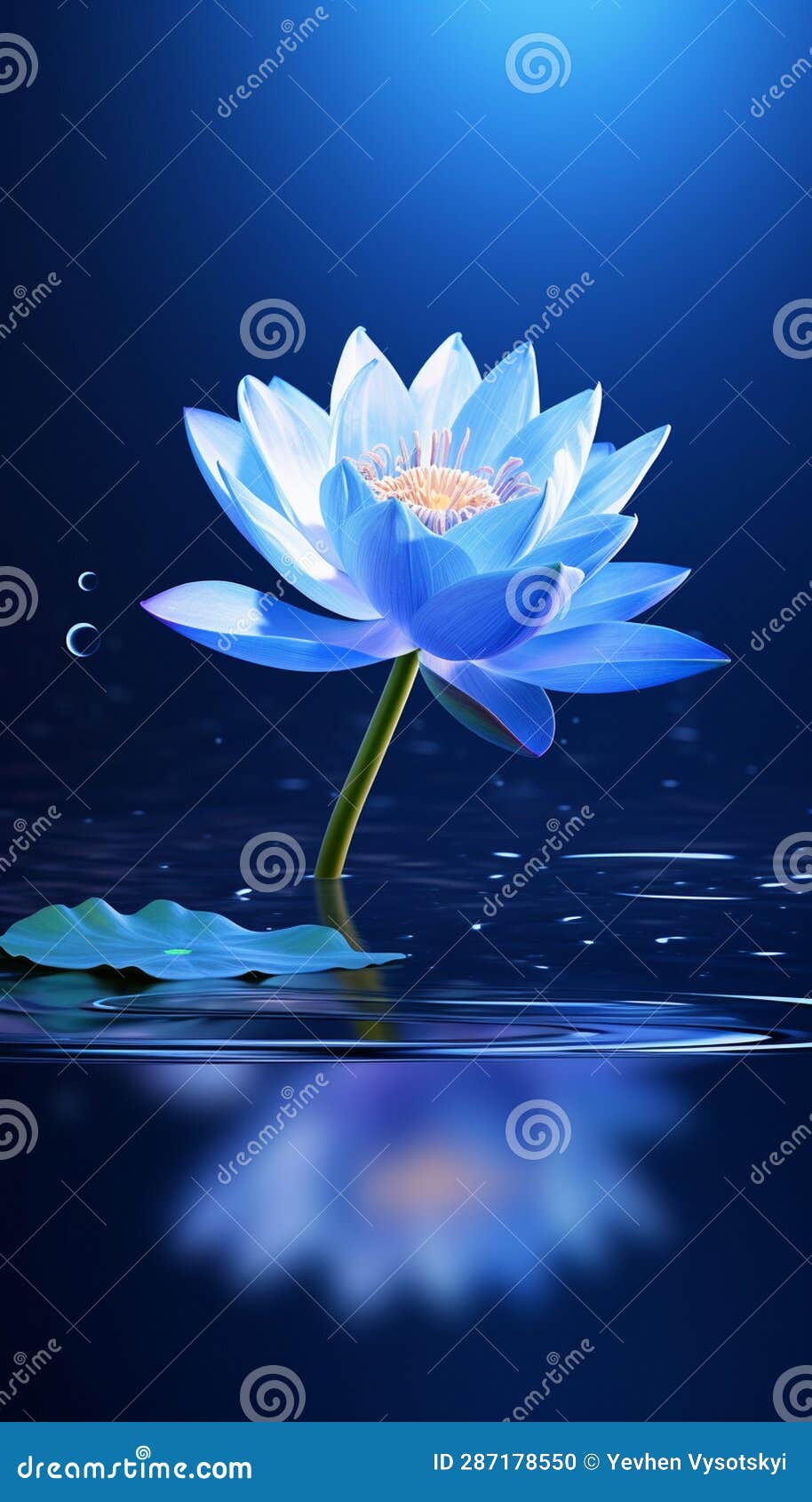 Blue Lotus Blue Lotus Water Surface Reflection in Wate_015 Stock