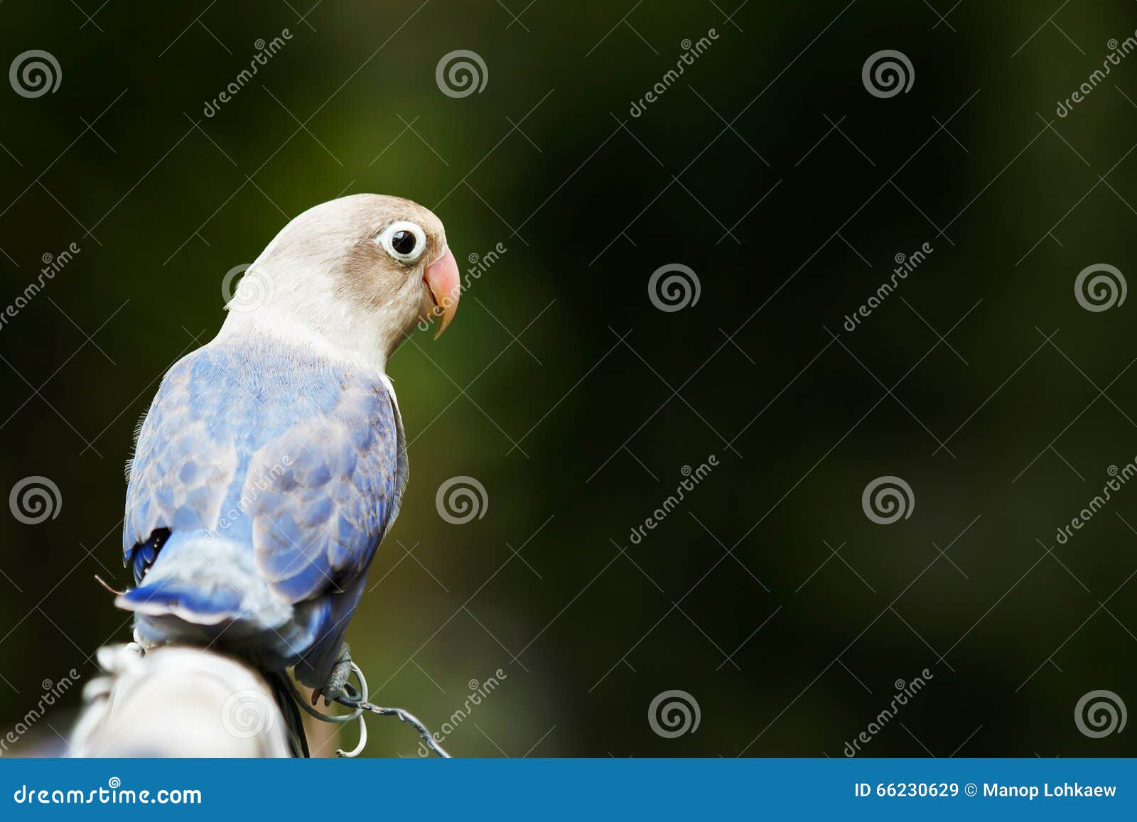 Blue Lovebird Standing On The Perch In The Garden Stock Image Image