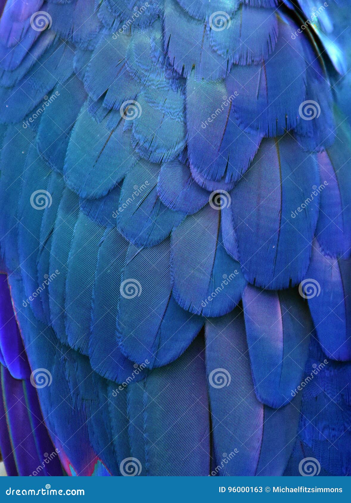 The Great Of Close Up Of Blue And Gold Macaw Bird Feathers With Details  Stock Photo, Picture and Royalty Free Image. Image 45683930.