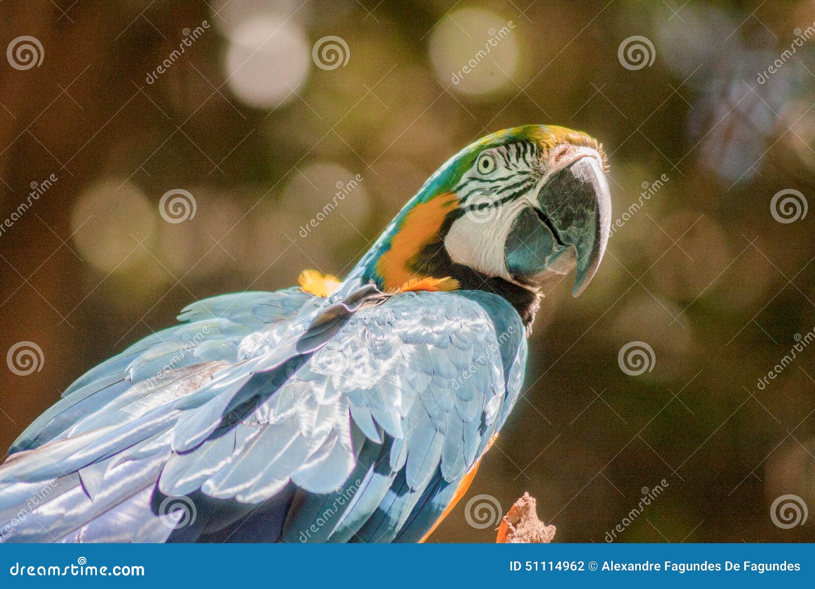 blue macaw itatiba brazil