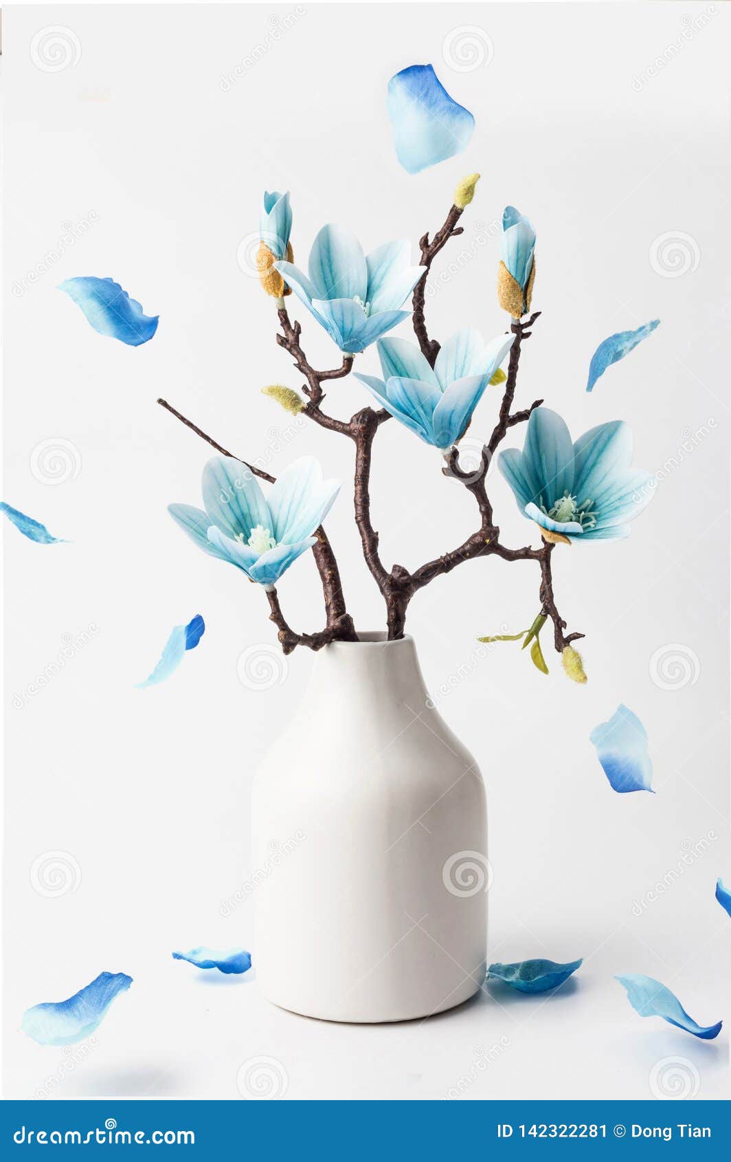 Blue magnolia stock image. Image of pots, flowers, color 142322281