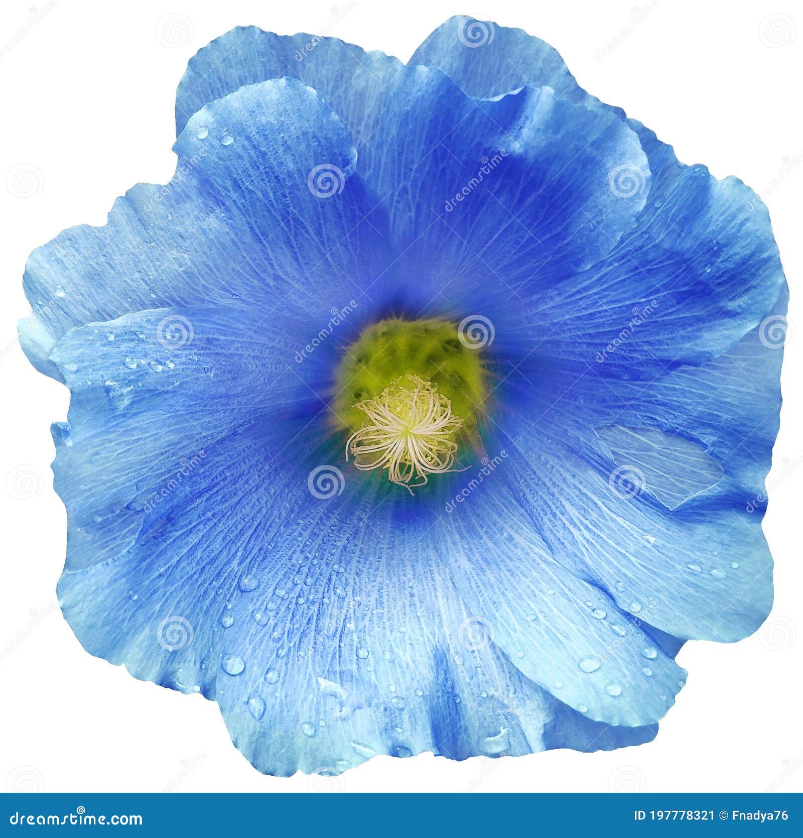 2 717 Blue Mallow Photos Free Royalty Free Stock Photos From Dreamstime