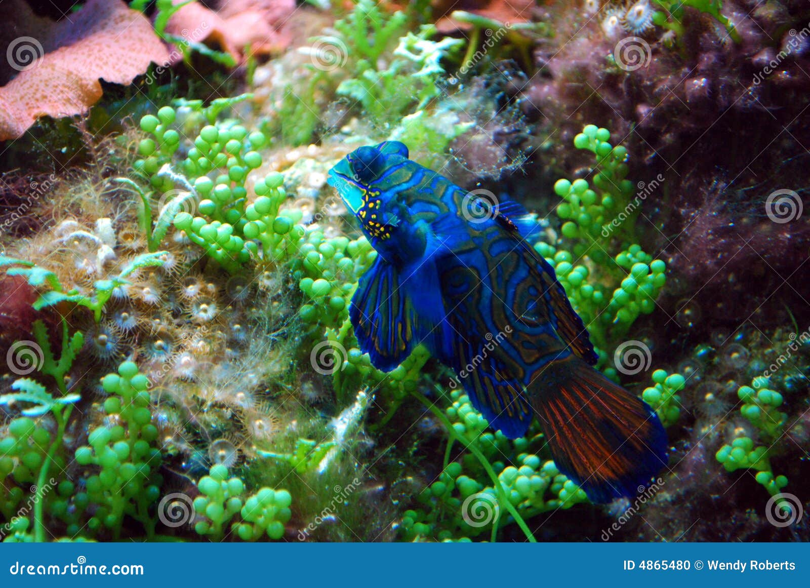 Aquarium Fish: Blue Mandarin. A colorful blue mandarin fish (Sychiropus splendidus ) in an aquarium tank with various green ocean plants, and small anemone.