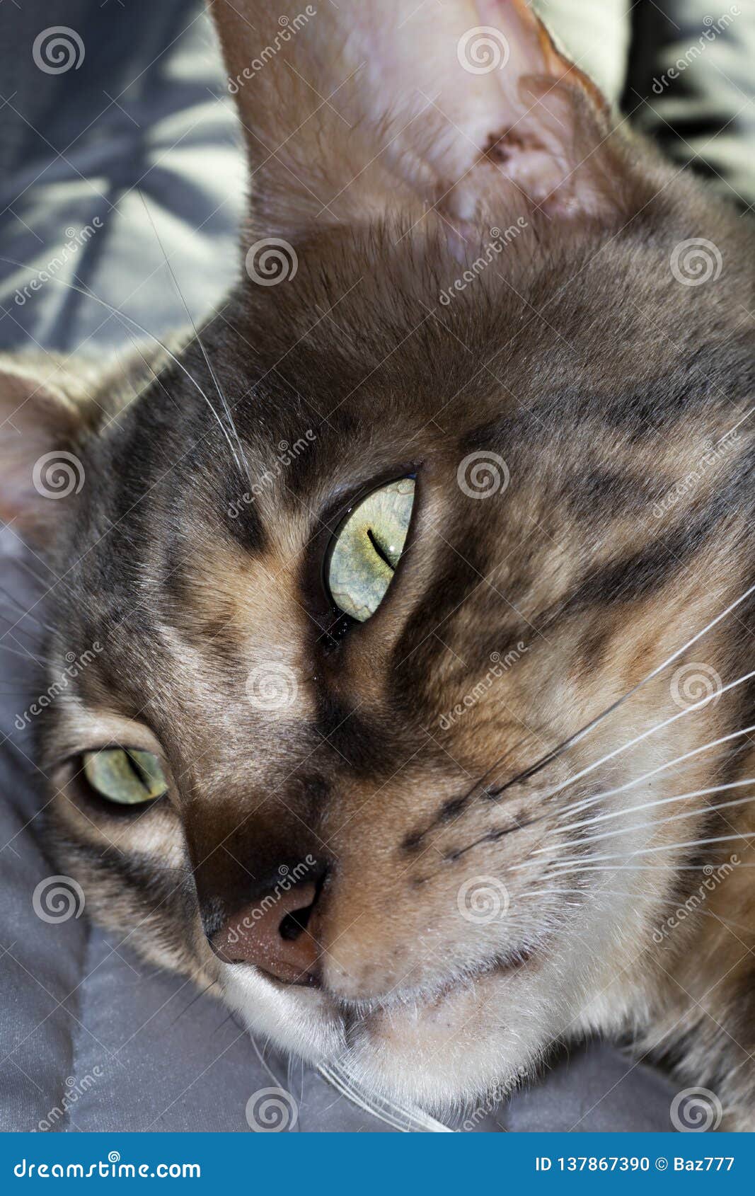 57 Top Images Blue Bengal Cat Scratcher - 1,629 Asian Blue Cat Photos - Free & Royalty-Free Stock ...