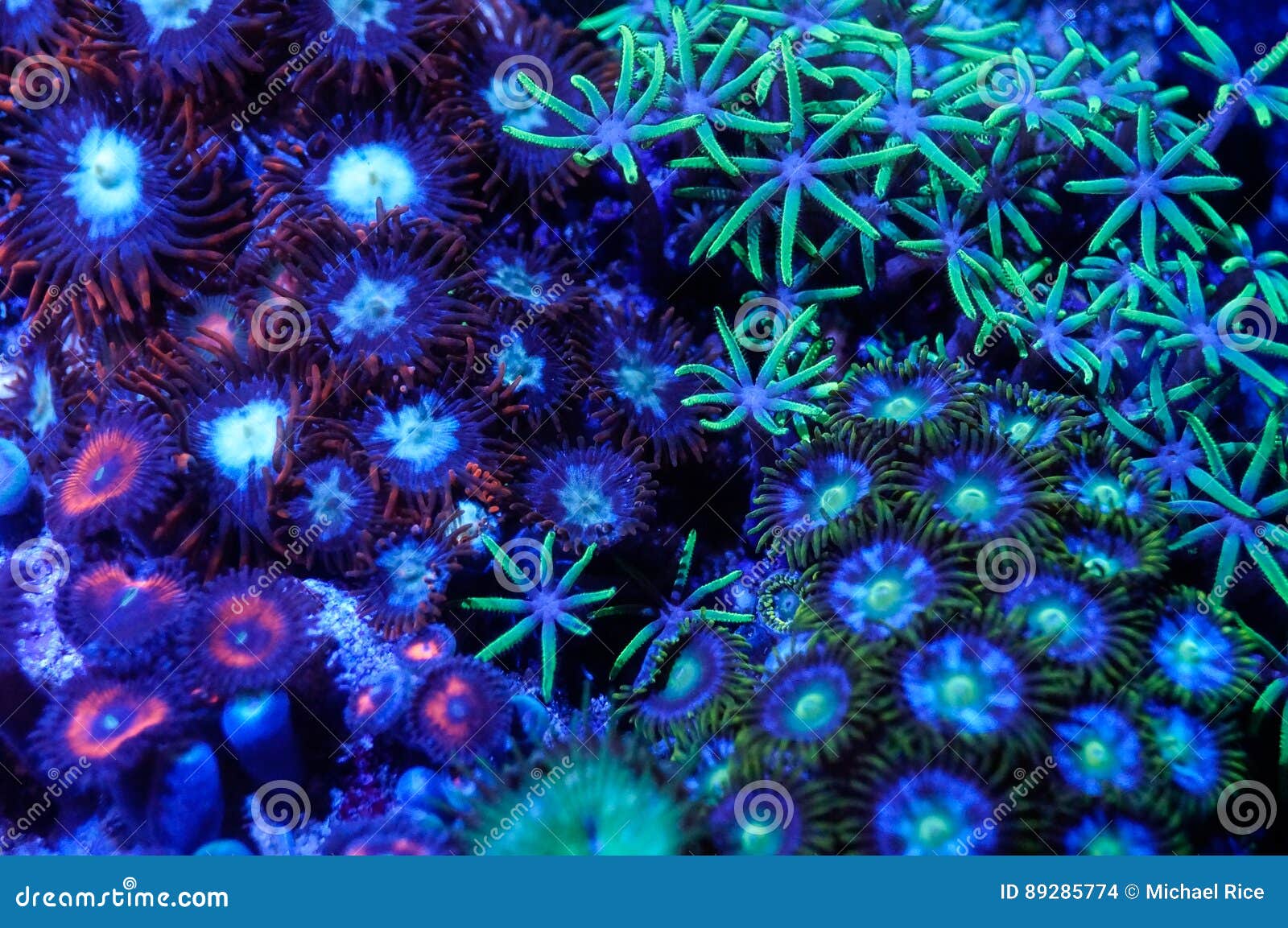 Blue Marine Life Background Stock Photo Image of turquoise, shades