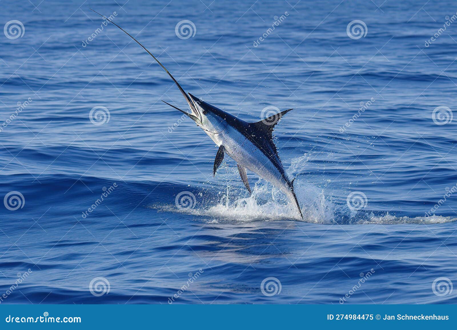 Blue Marlin Jumping Out of Water. Stock Illustration Illustration of
