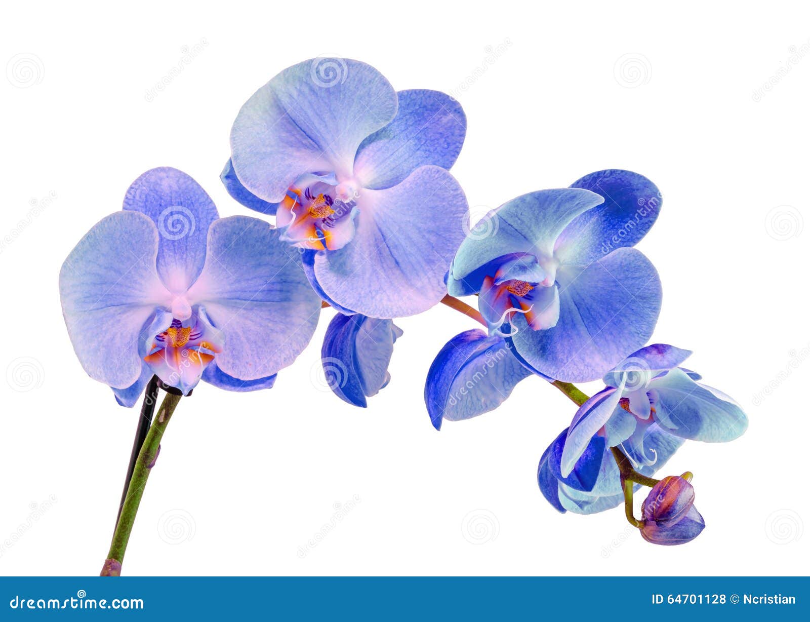 Blue, Mauve, Violet Branch Orchid Flowers, Orchidaceae, Phalaenopsis Known  As the Moth Orchid, Abbreviated Phal Stock Photo - Image of bright, green:  64701128