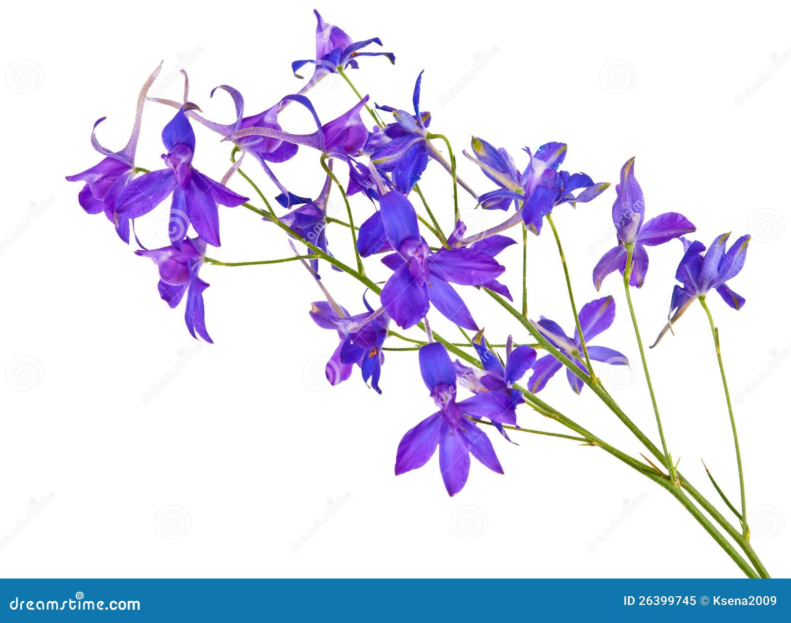 Blue Meadow Flowers Isolated Stock Image - Image of bloom, nature: 26399745