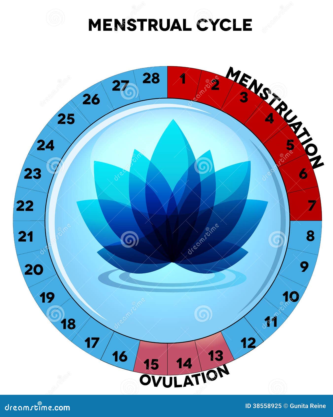 Menstrual Cycle Chart