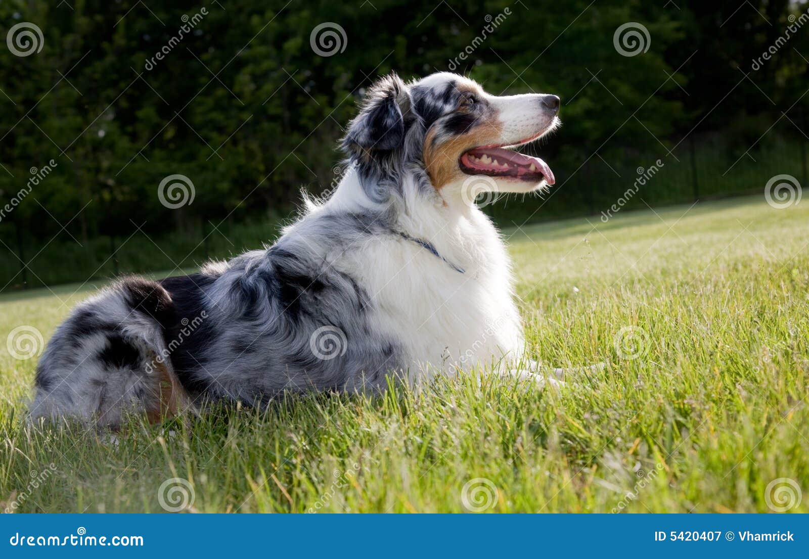 Blue Merle Australian Shepherd Stock Image - Image of animal, look: 5420407