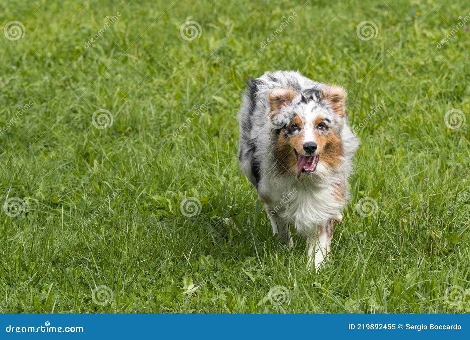 Blue Merle Australian Shepherd Dog Runs and Jump on the Meadow in ...