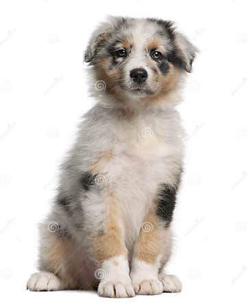 Blue Merle Australian Shepherd Puppy Stock Image - Image of pets, merle ...