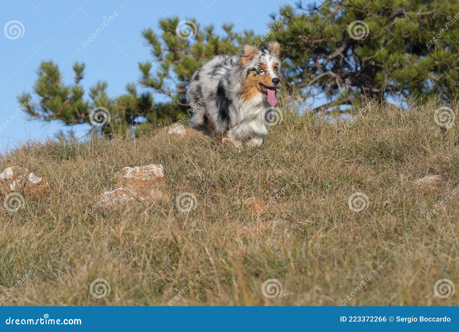blue merle australian shepherd puppy dog runs on the meadow of the praglia