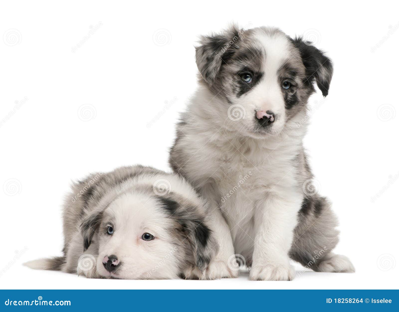 blue merle border collie puppies, 6 weeks old