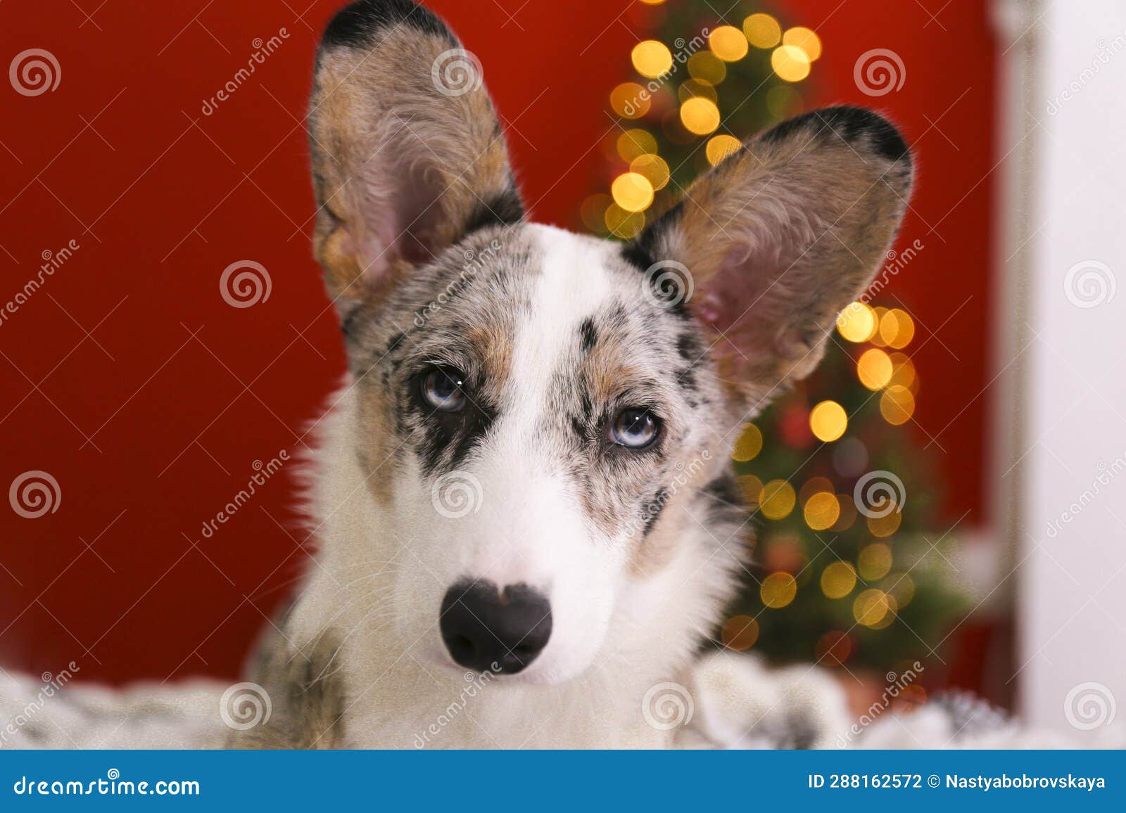 108 Blue Merle Corgi Stock Photos Free Royalty Free Stock