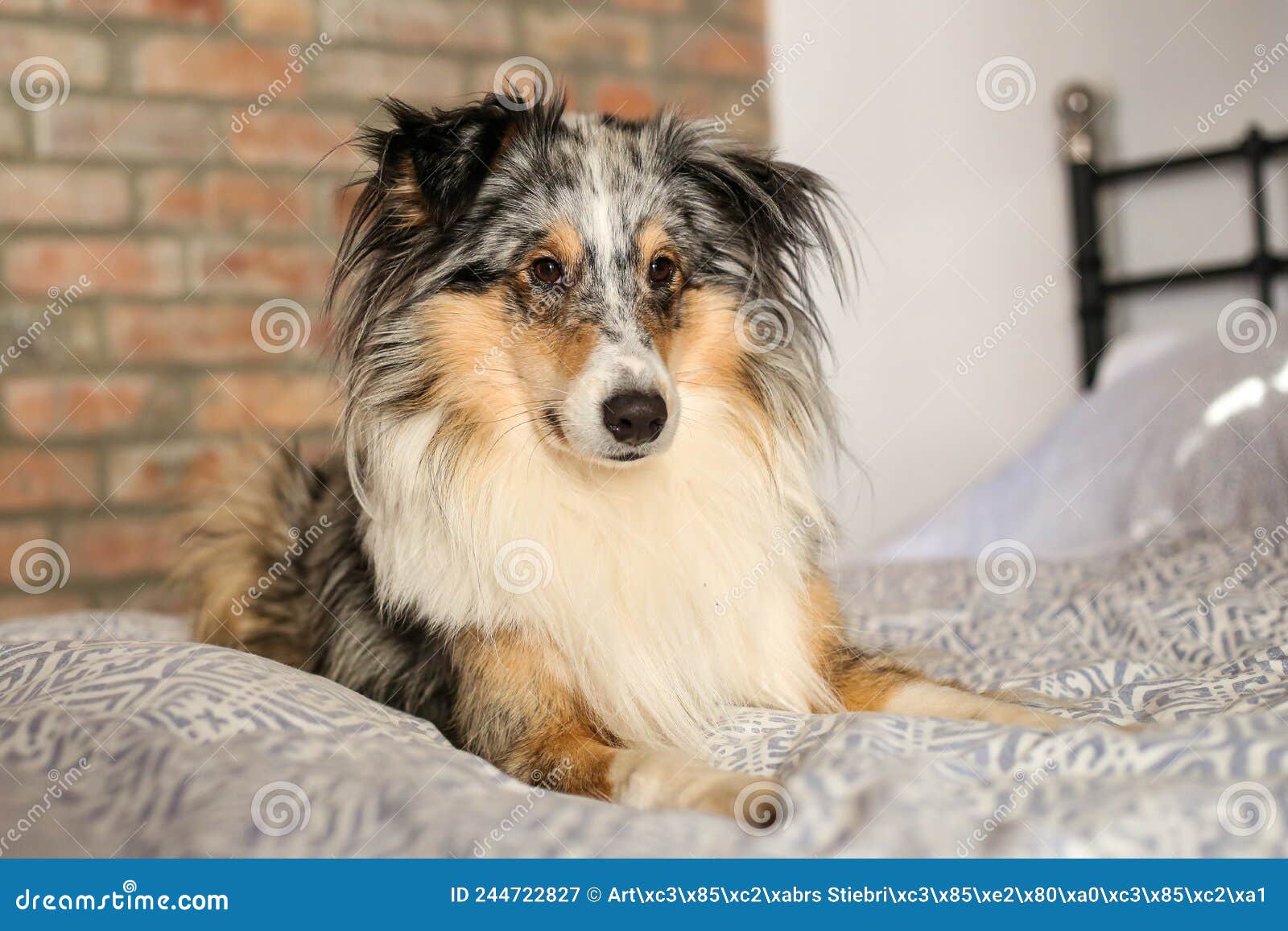 are shelties good apartment dogs