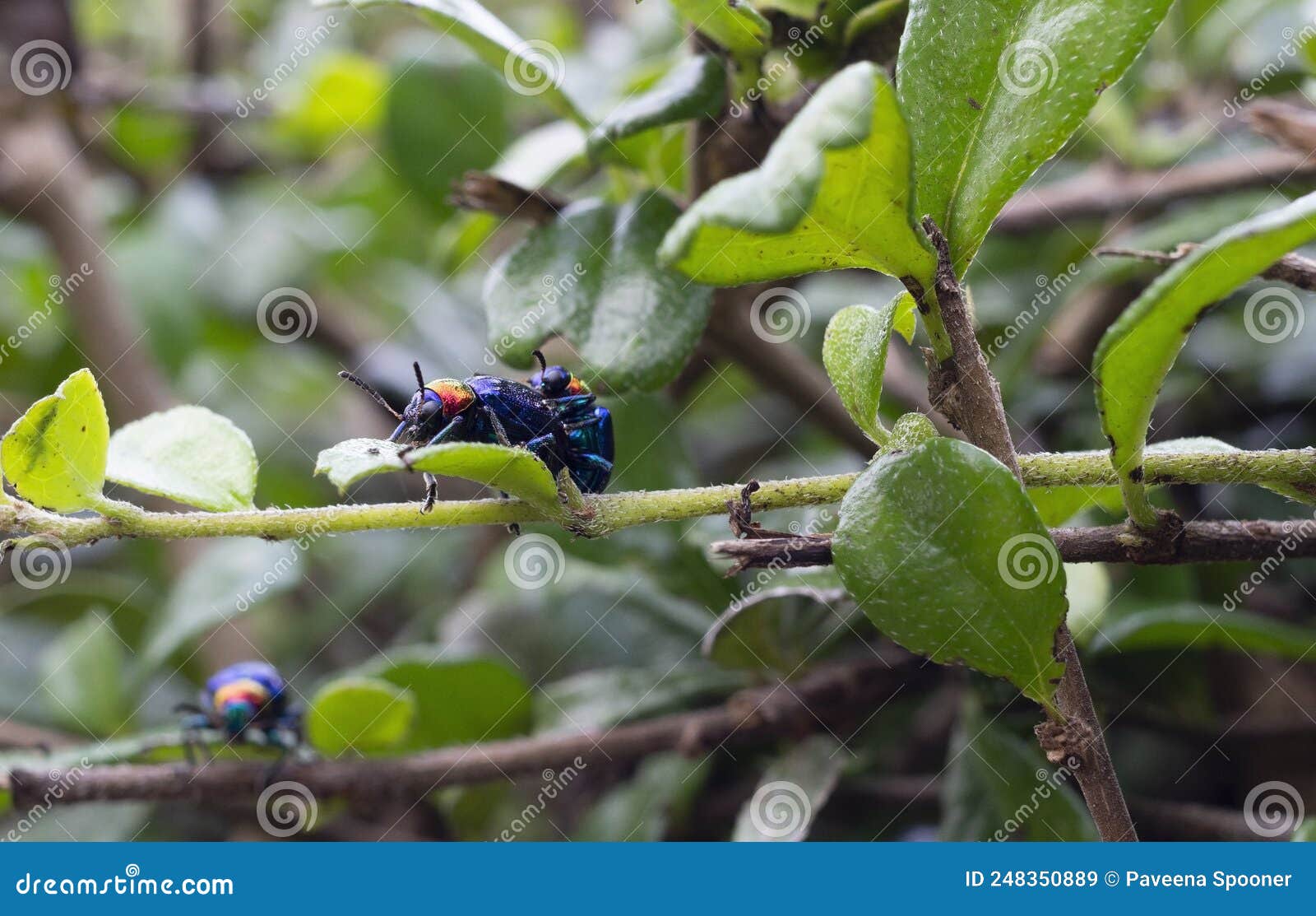 Blue Milkweed Beetle Has Blue Wings In Nature Background Stock Image Image Of Colorful Mating