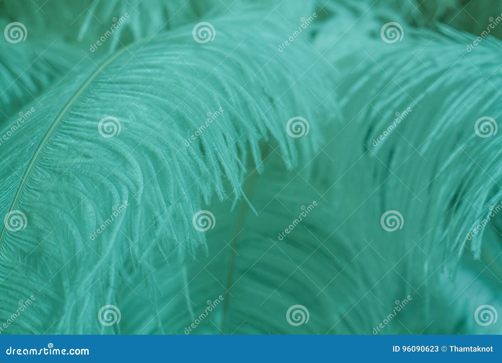 Blue Mint Feather of Bird for Background Stock Image Image of