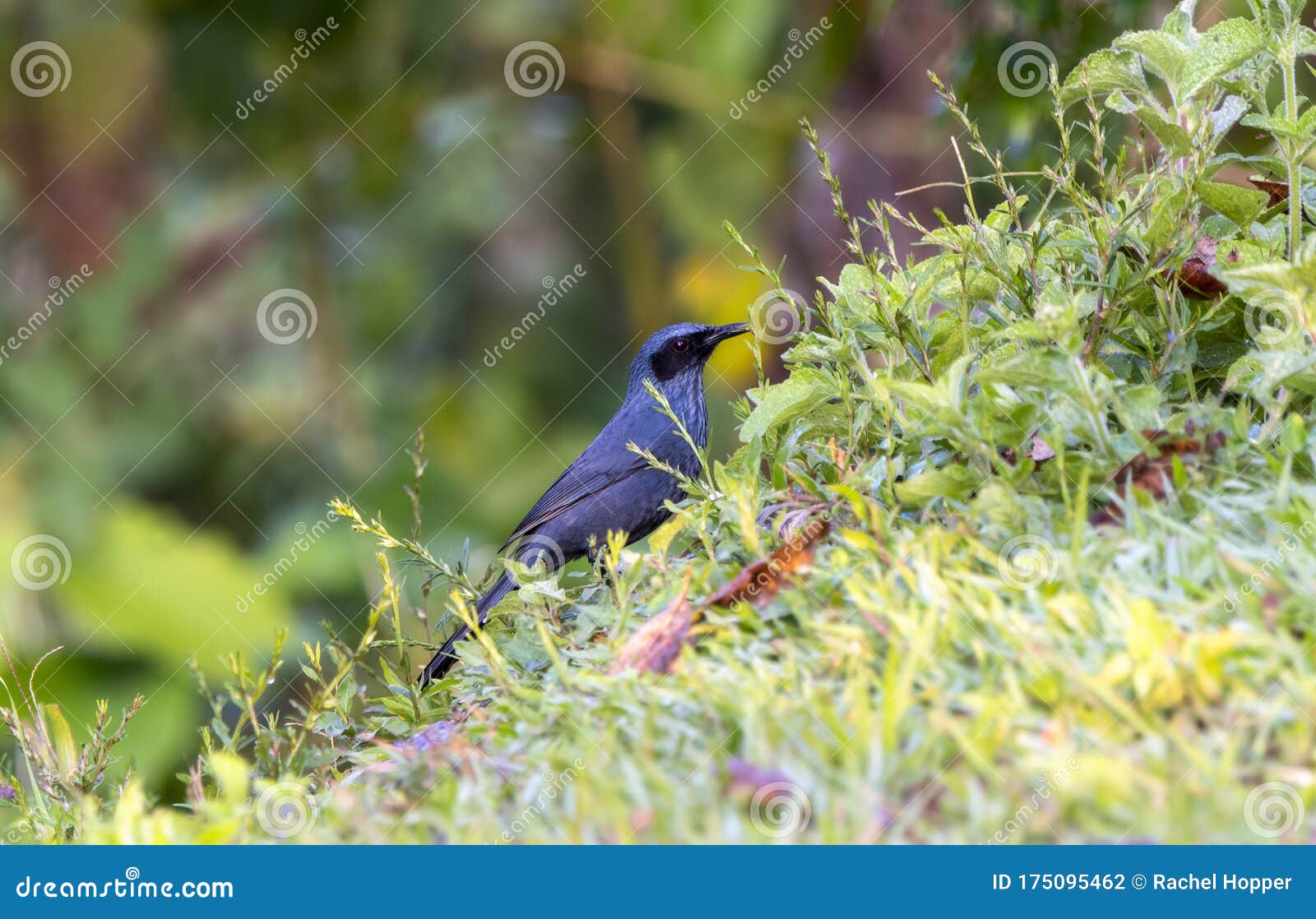 blue mockingbird melanotis caerulescens perched in dense vegetation in jalisco, mexico