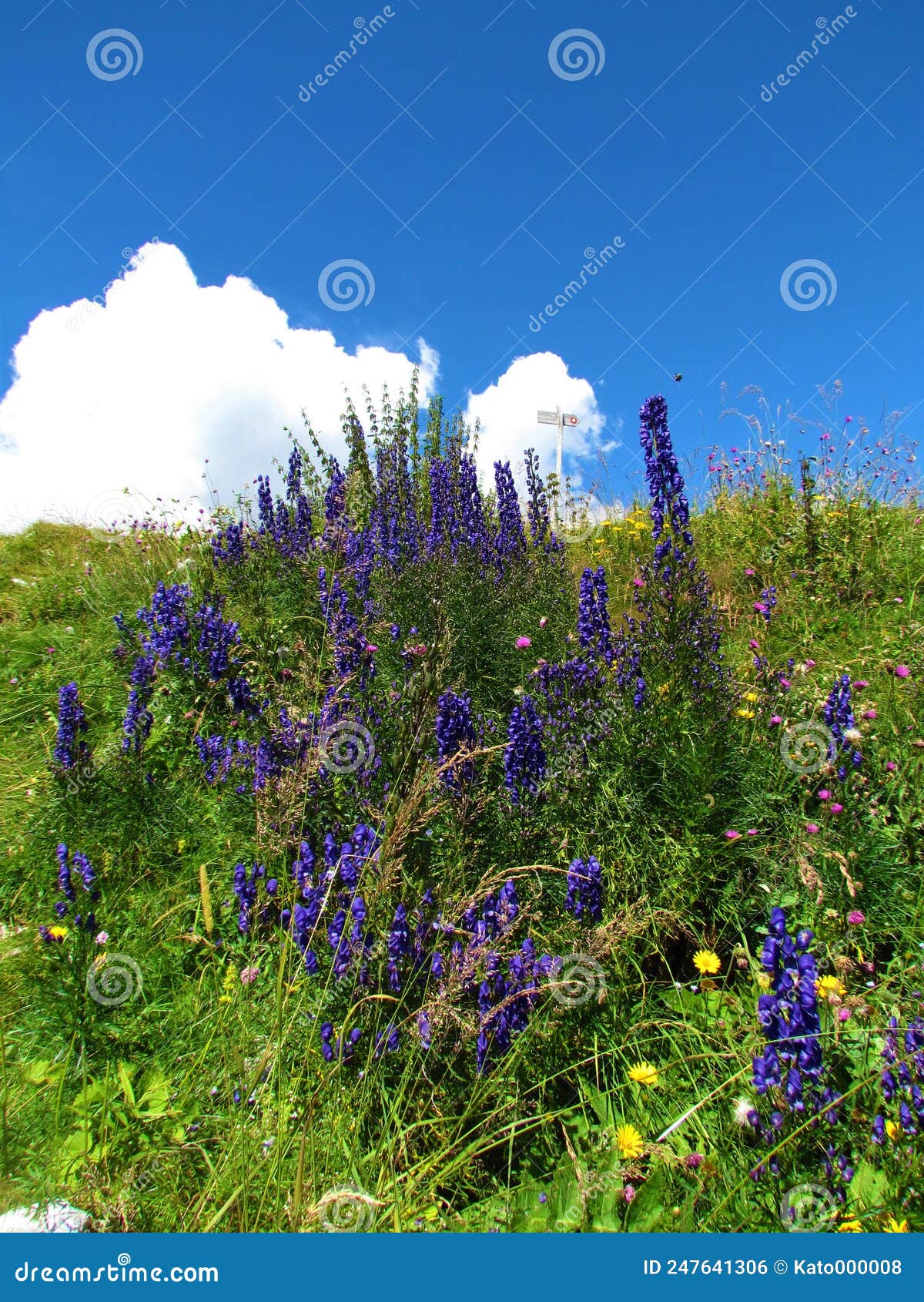 Blue Monk S-hood (Aconitum Napellus) Flowers in Julian Alps and