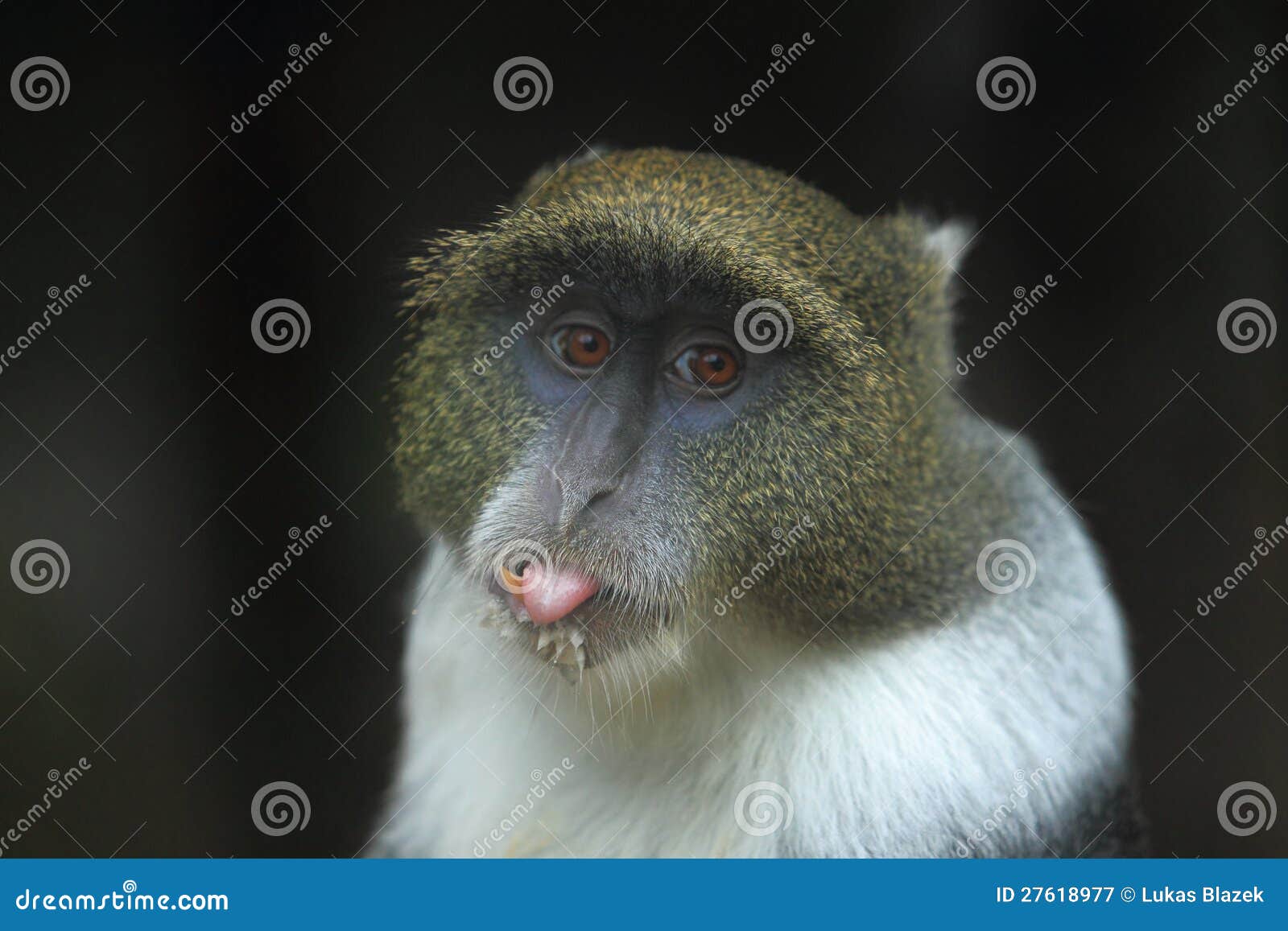 Blue monkey stock image. Image of world, monkey, blue - 27618977