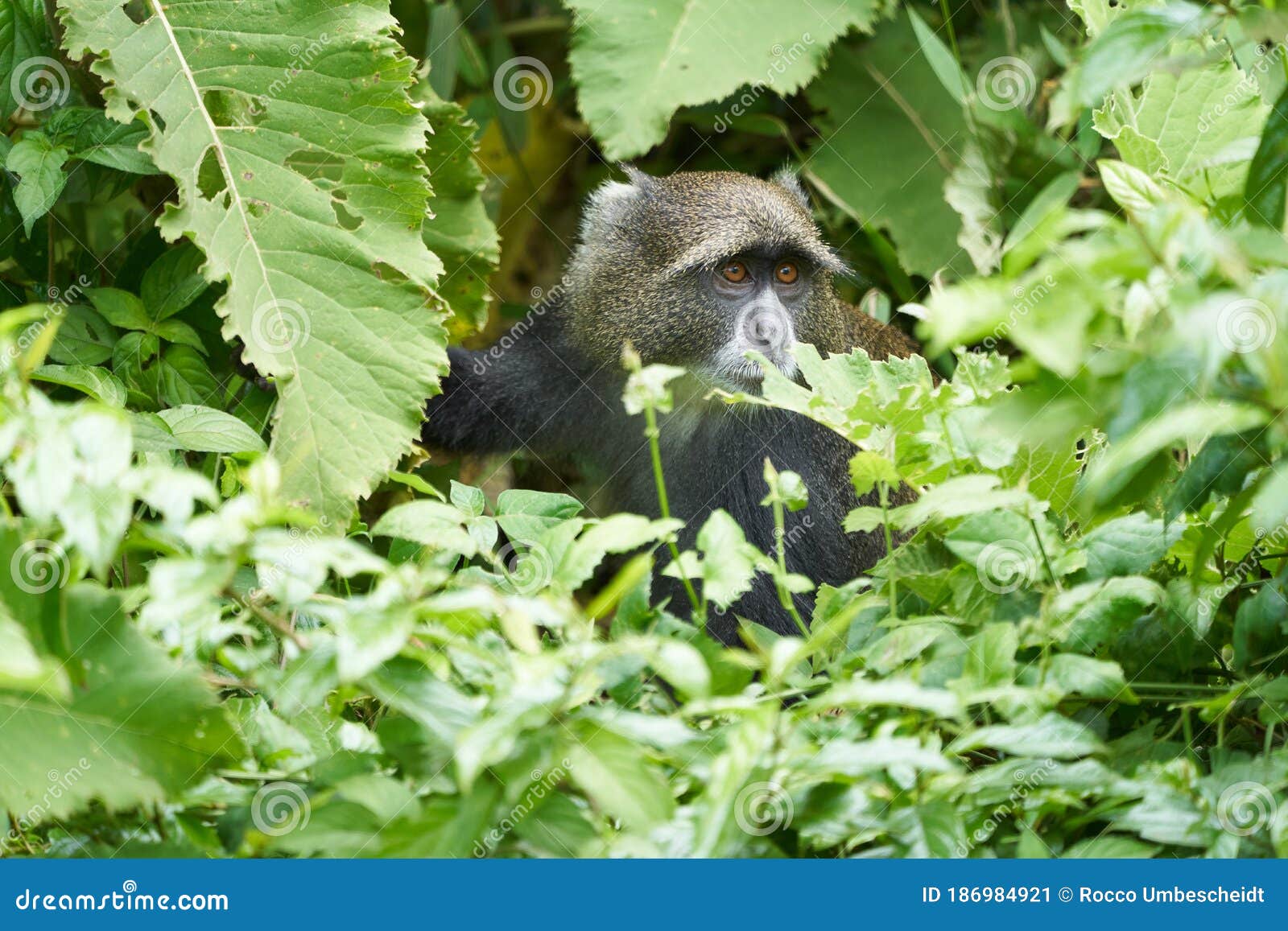 Blue Monkey Diademed Monkey Cercopithecus Mitis Portrait Species of Old