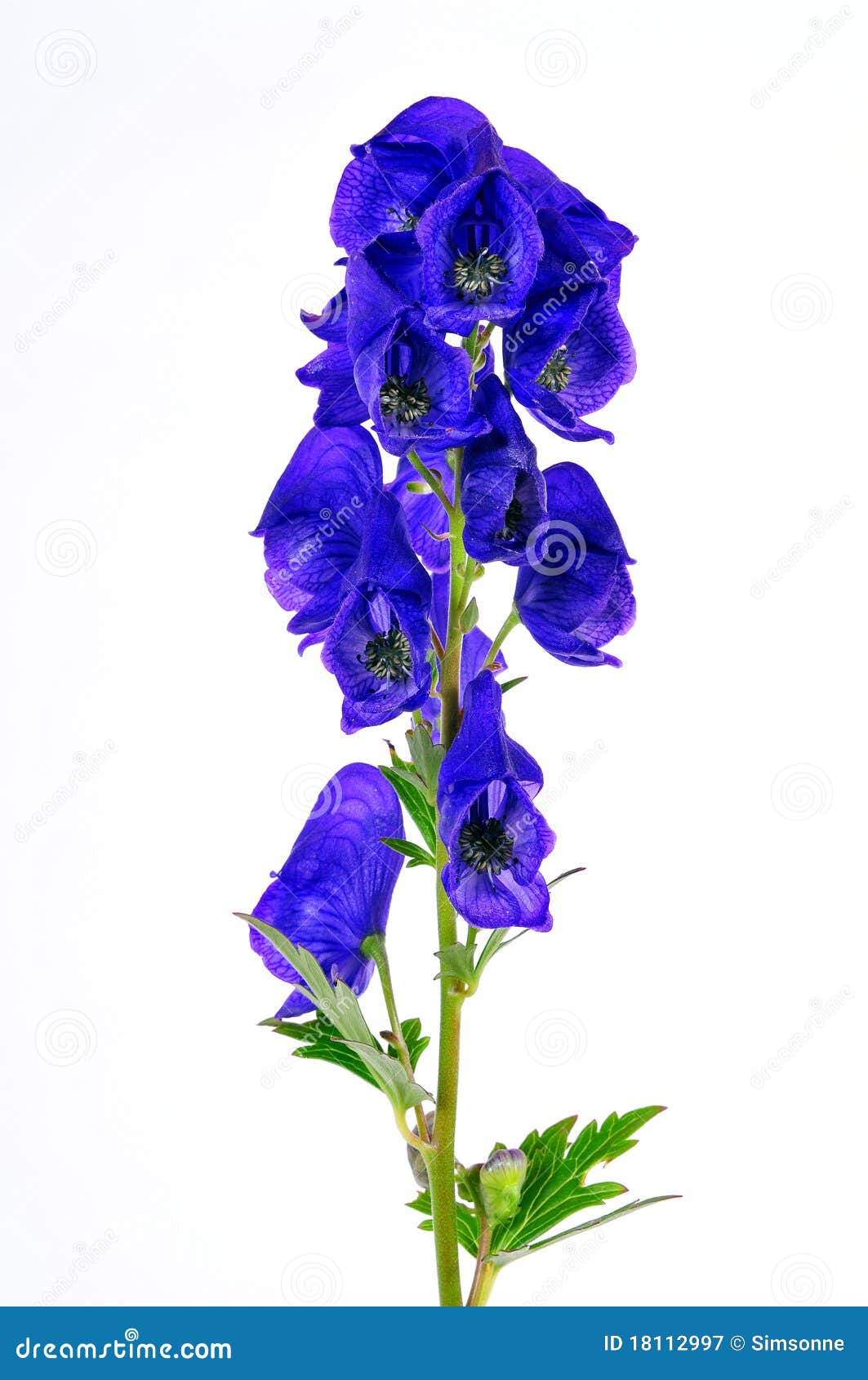 Blue Monkshood Plant Flower Stock Image Image of botany, medicine