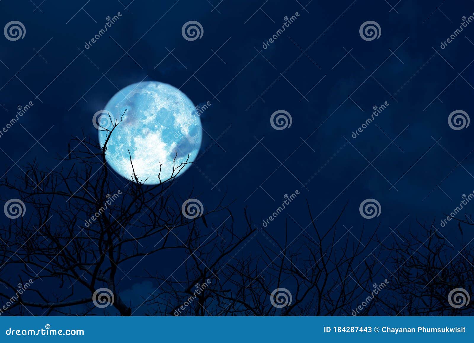 blue moon back silhouette soft cloud dry branck tree on night sky