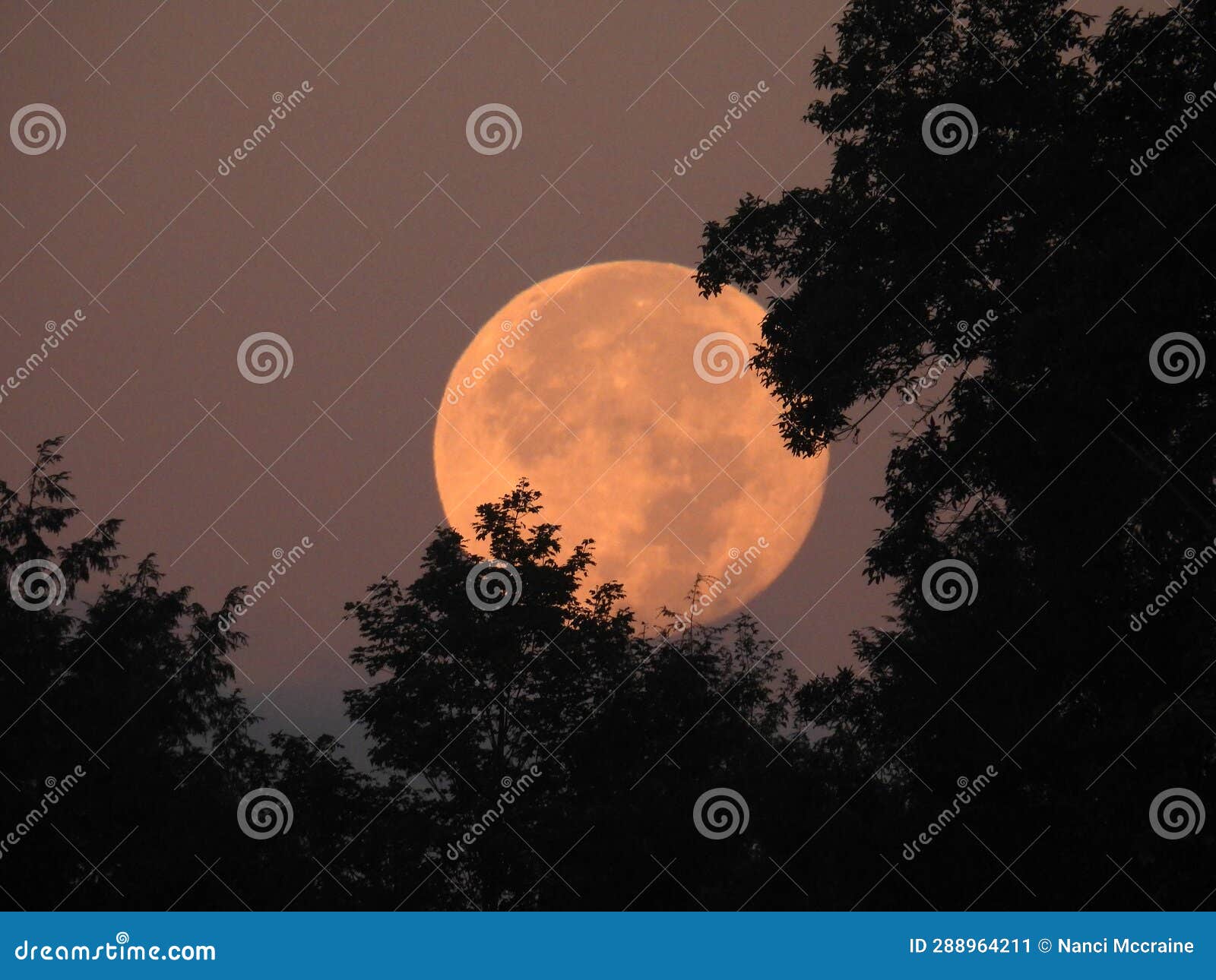 blue august supermoon setting behind tree line at dawn
