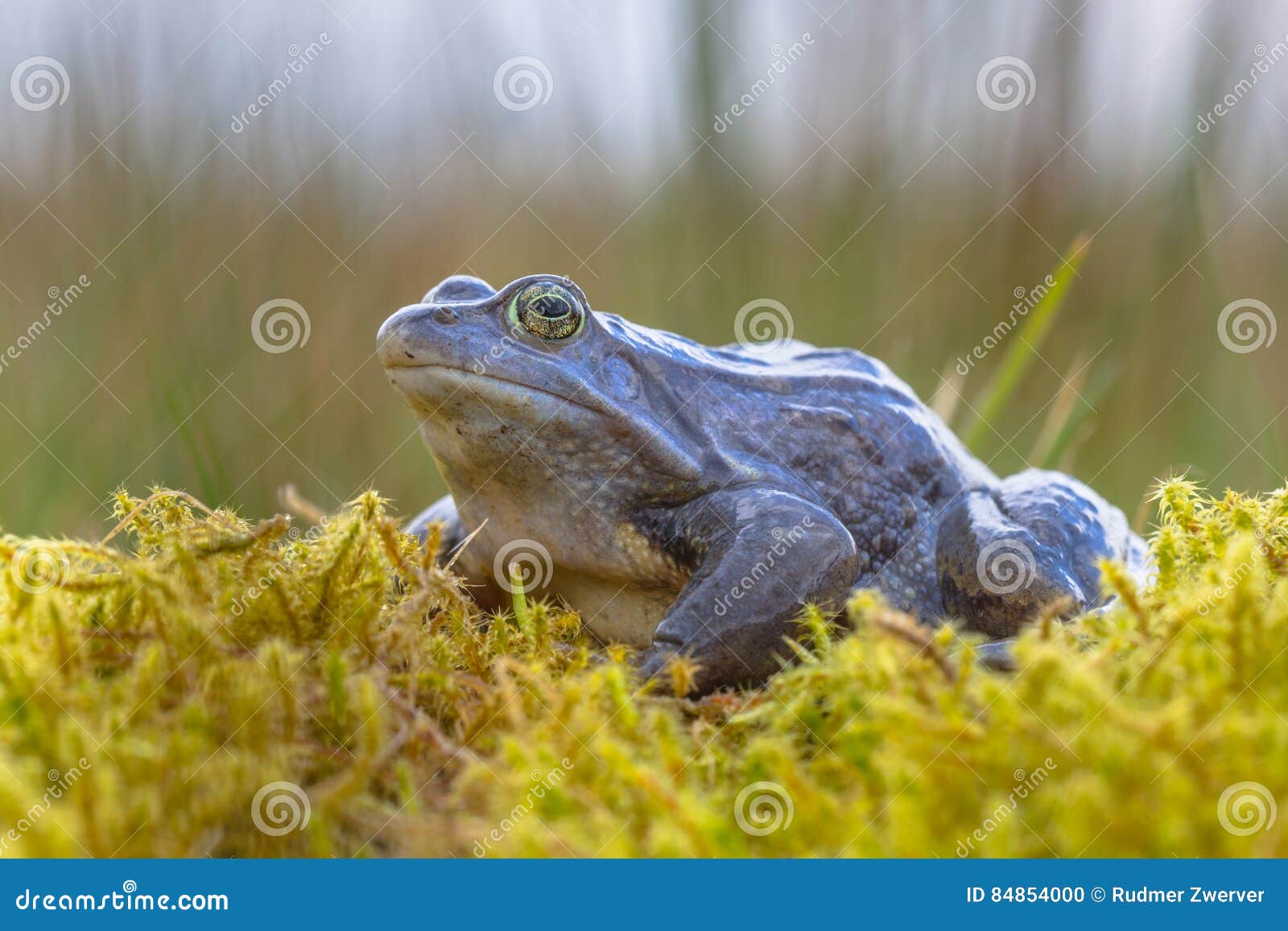 blue moor frog side view