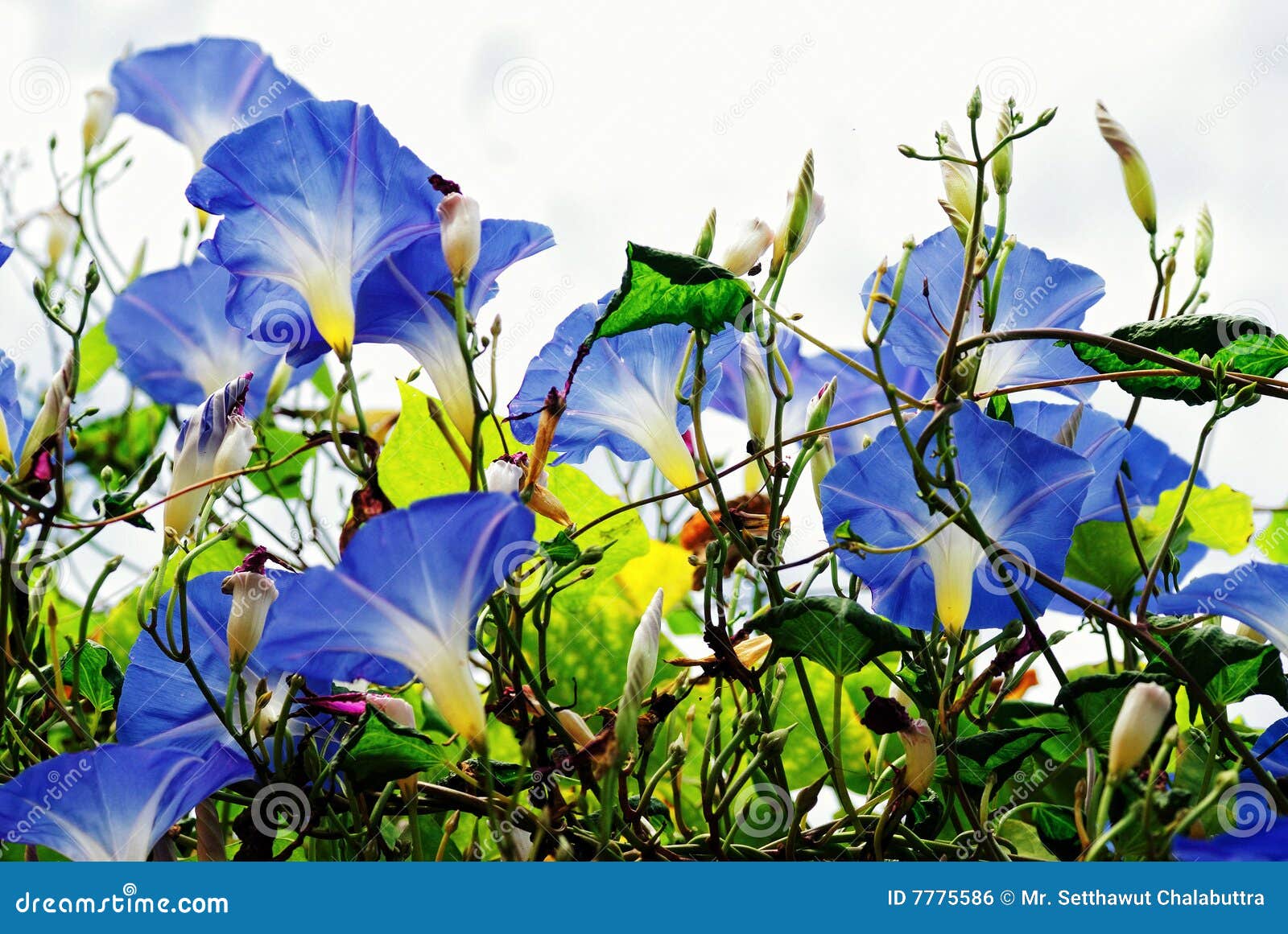 Blue morning glory flower stock photo. Image of blossom 7775586
