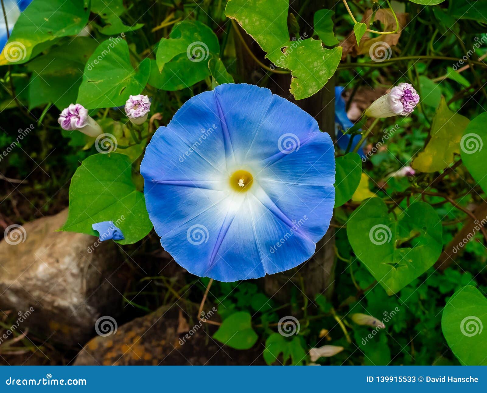 blue morning glory flower in a park