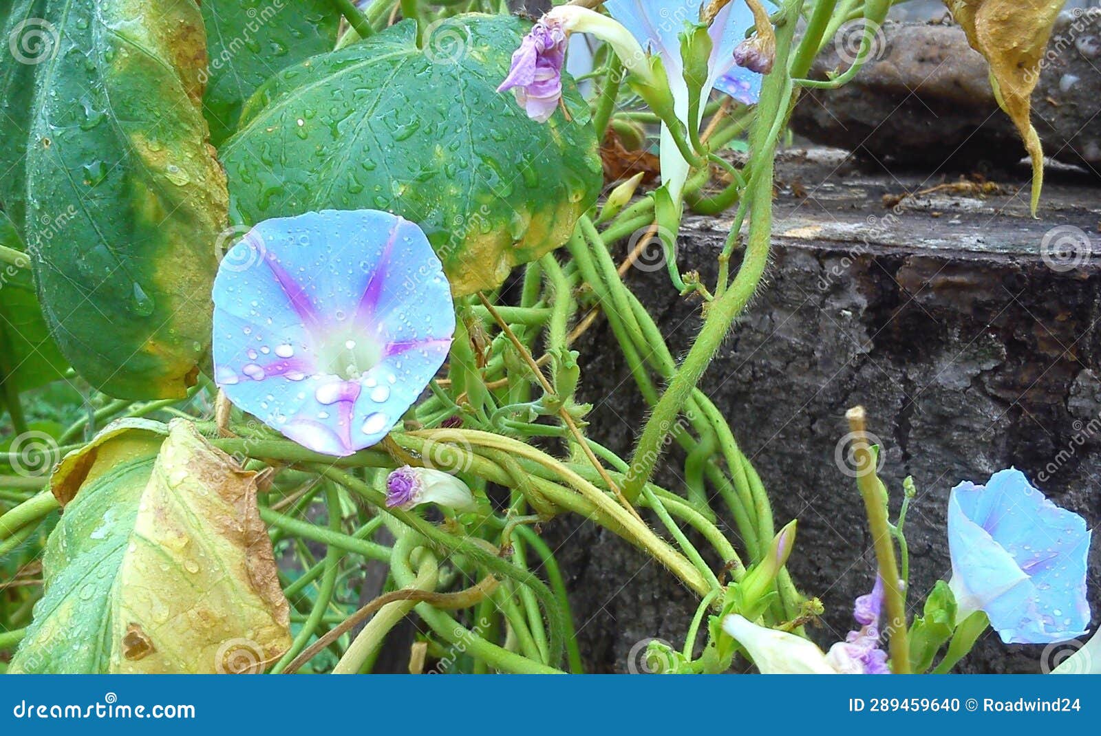 Blue Morning Glory flower stock photo. Image of herb 289459640