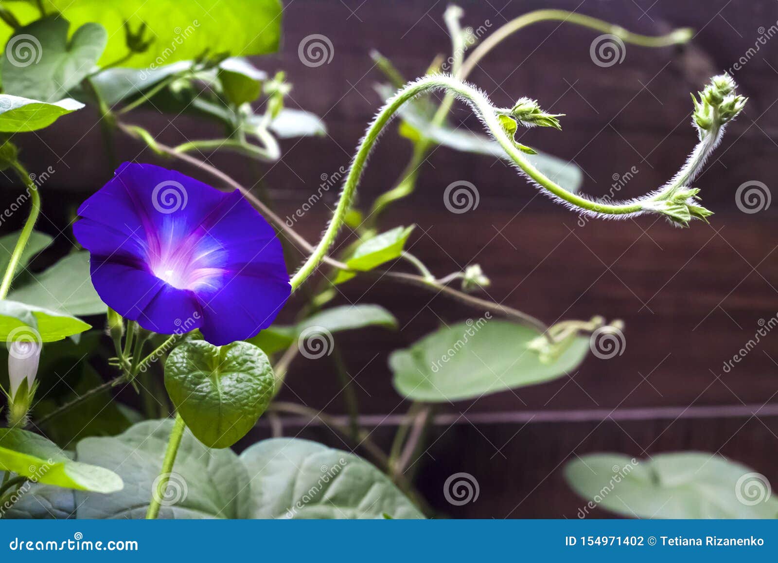 Blue Morning Glory Ipomoea Flower Climbing Along The Wooden Fence Stock Photo Image Of Climbing Bloom 154971402